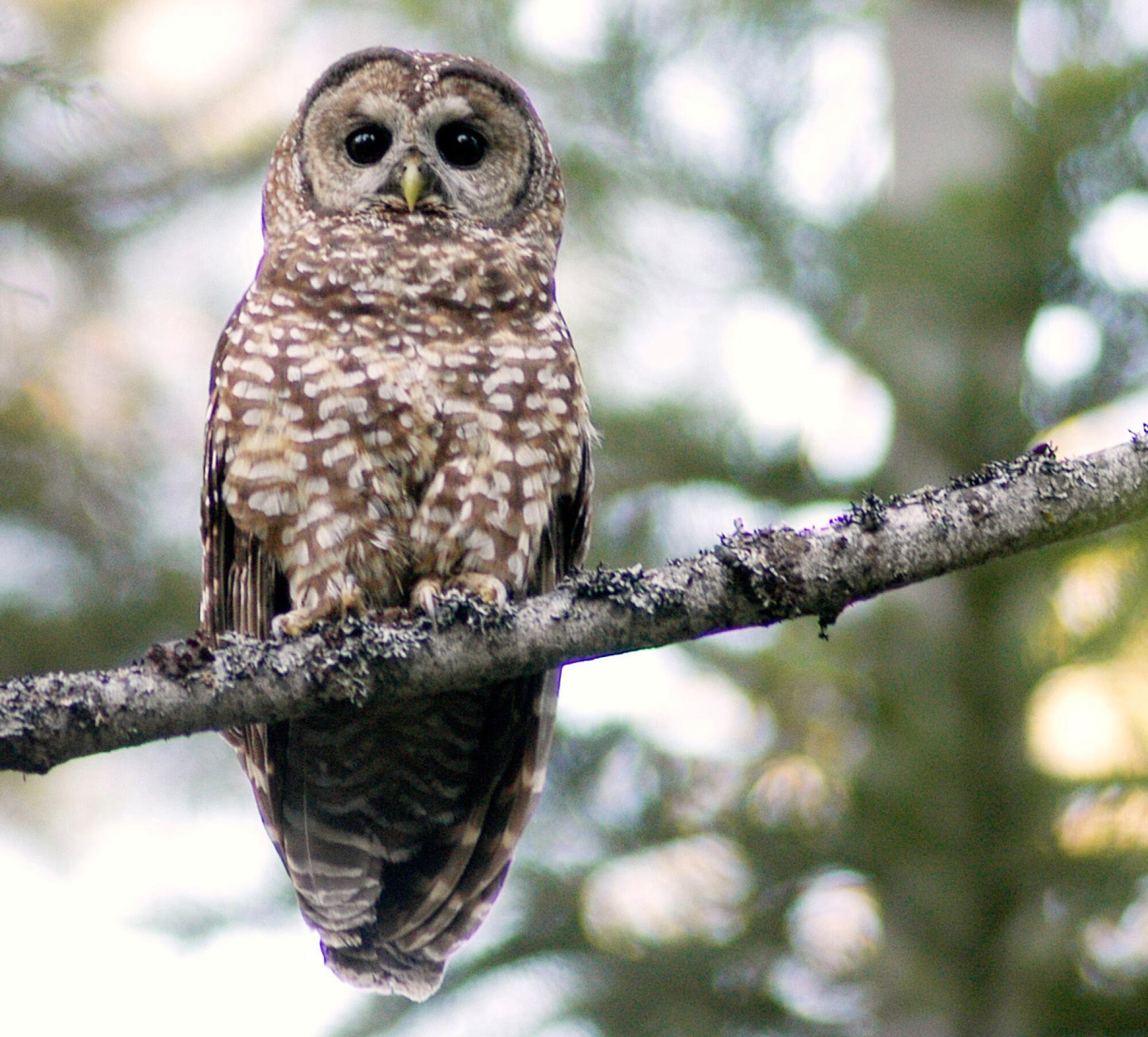 A California spotted owl is shown inside the Tahoe National Forest in California.