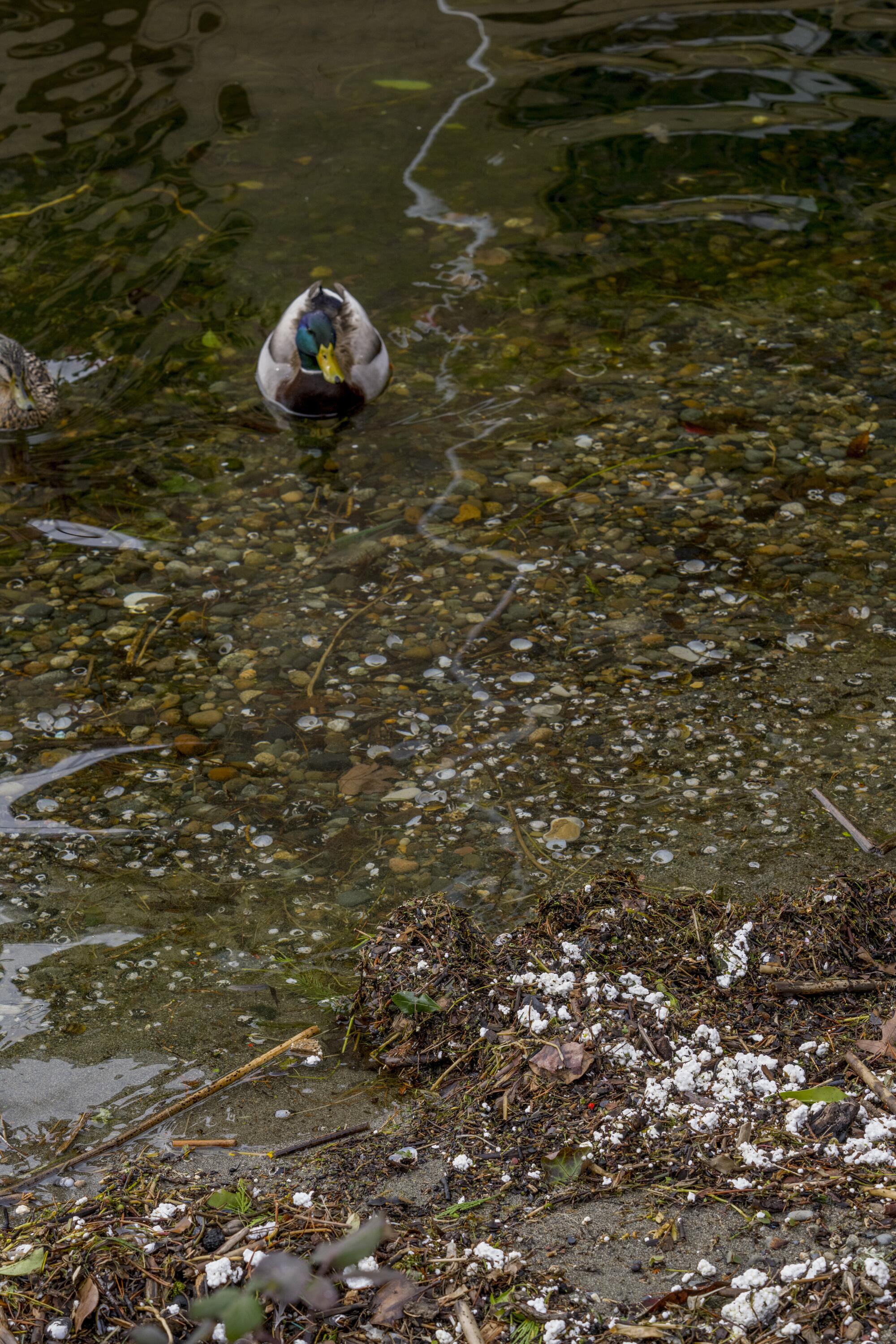 a Mallard duck swim in a Styrofoam polluted beach