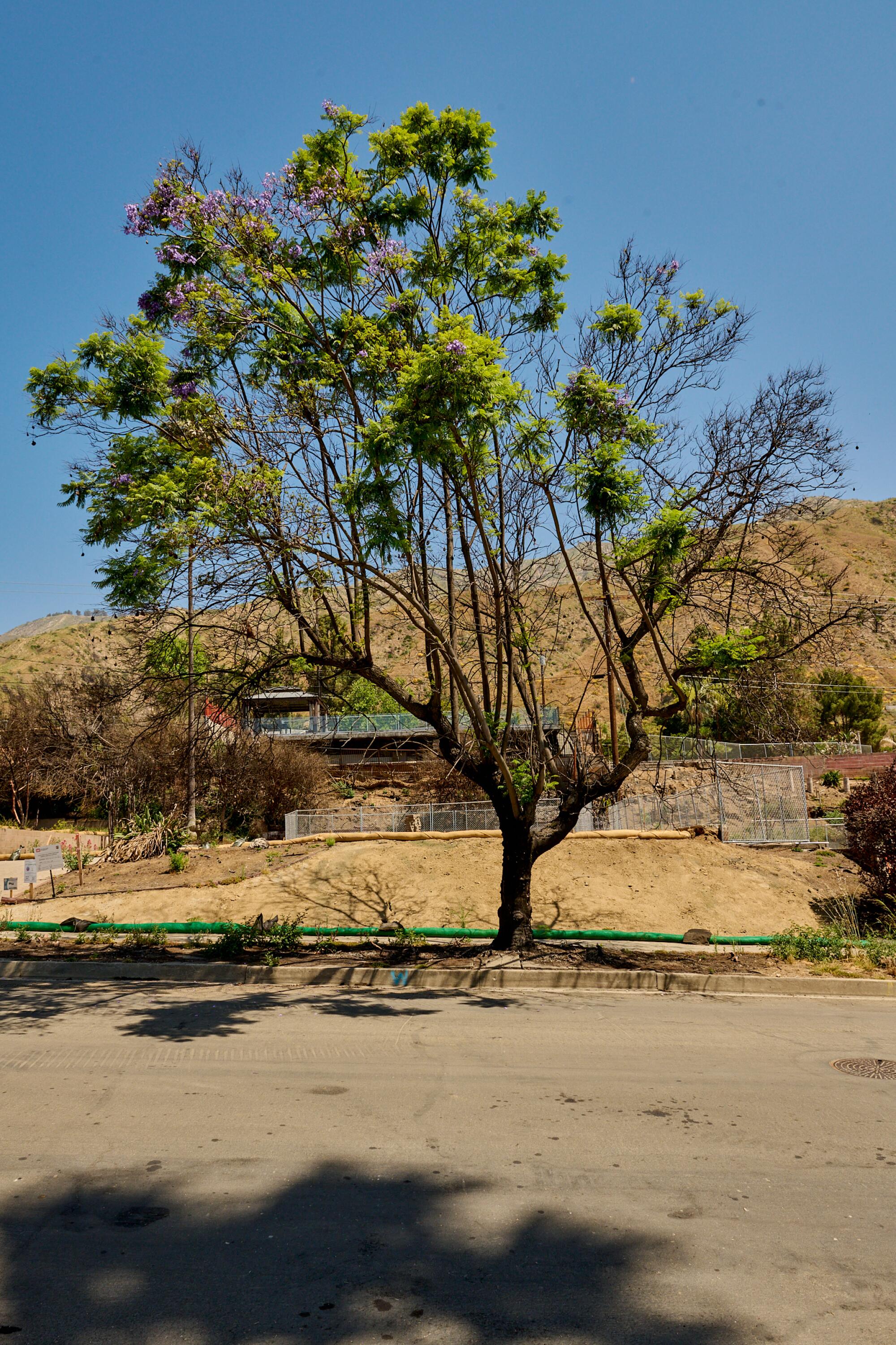 A burned jacaranda tree before an empty lot in Pasadena. 