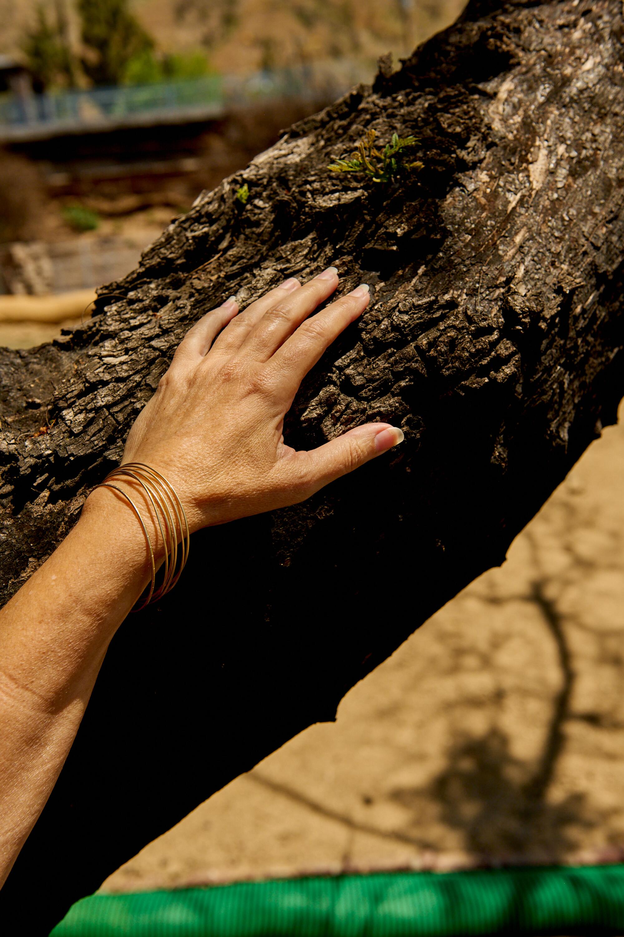 A hand on the trunk of a jacaranda tree.