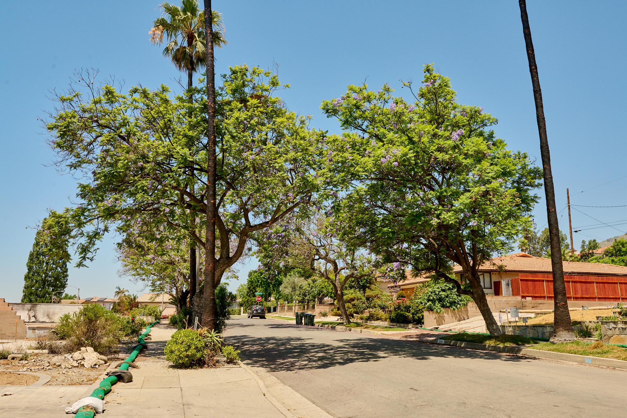 Jacaranda trees in Pasadena.