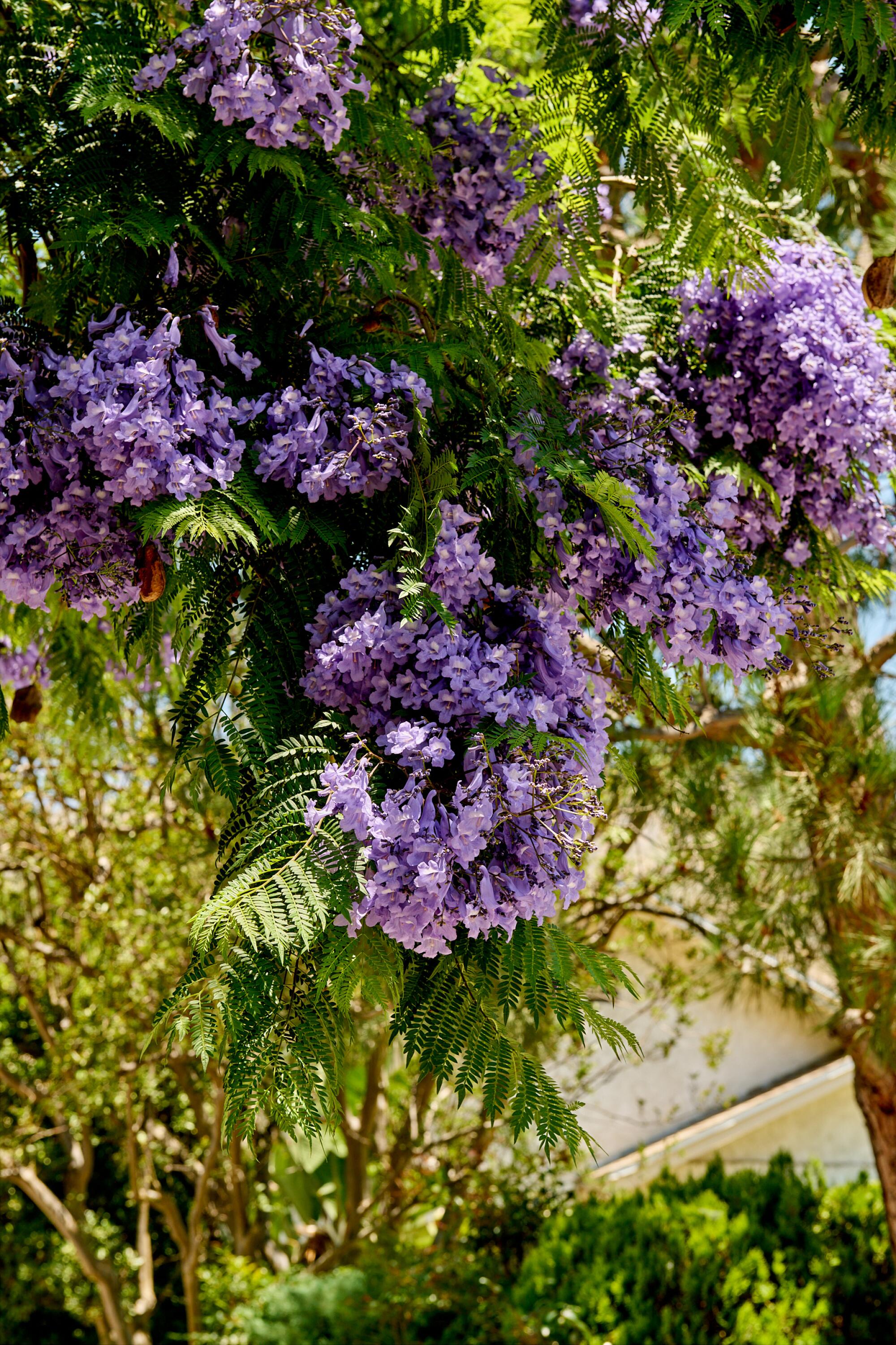 Close-up of purple flowers on a jacaranda in Pasadena.
