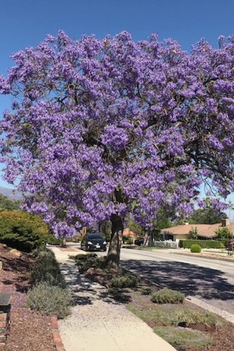 A photograph of a blooming jacaranda tree before the Los Angeles fires.