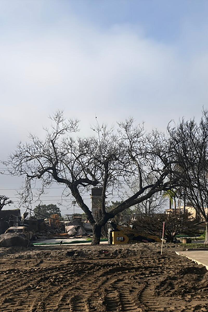 A photo of the burned jacaranda tree.
