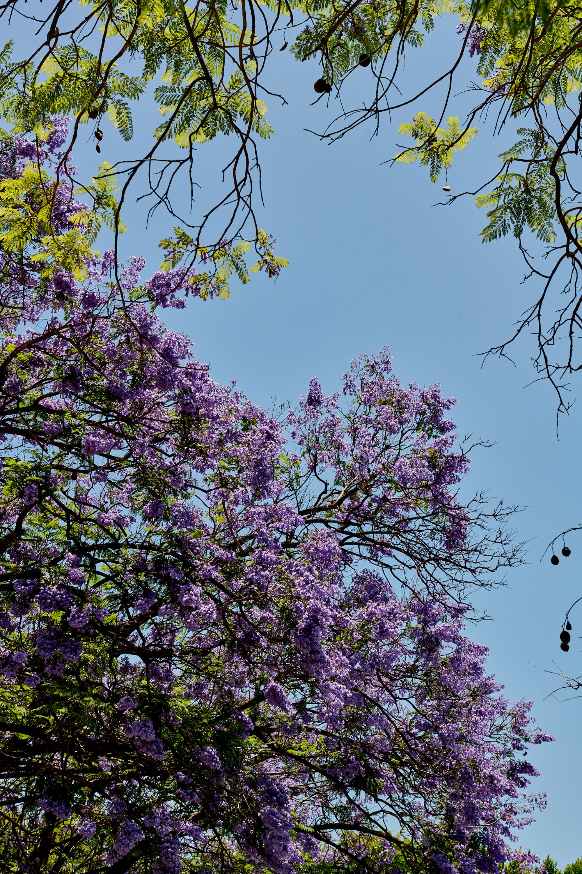 A jacaranda tree with purple blooms against a blue sky.