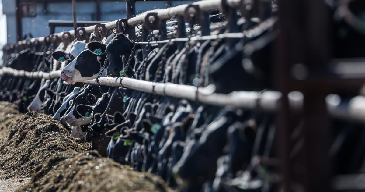 California dairy farmers got millions to cover bird flu losses. Critics say that’s part of the problem