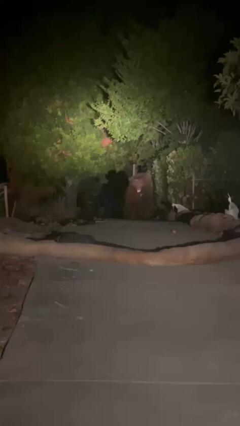 Can coyotes and bears be friends? An Altadena odd couple has neighbors talking
