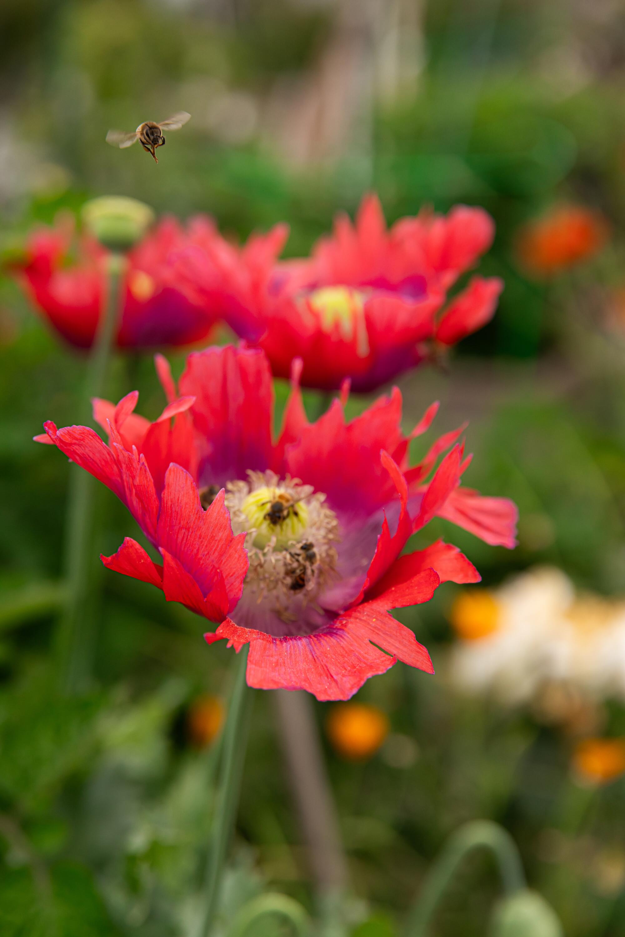 Close-up of bees on a reddish pink flower at the Main Street Community Garden in Santa Monica.