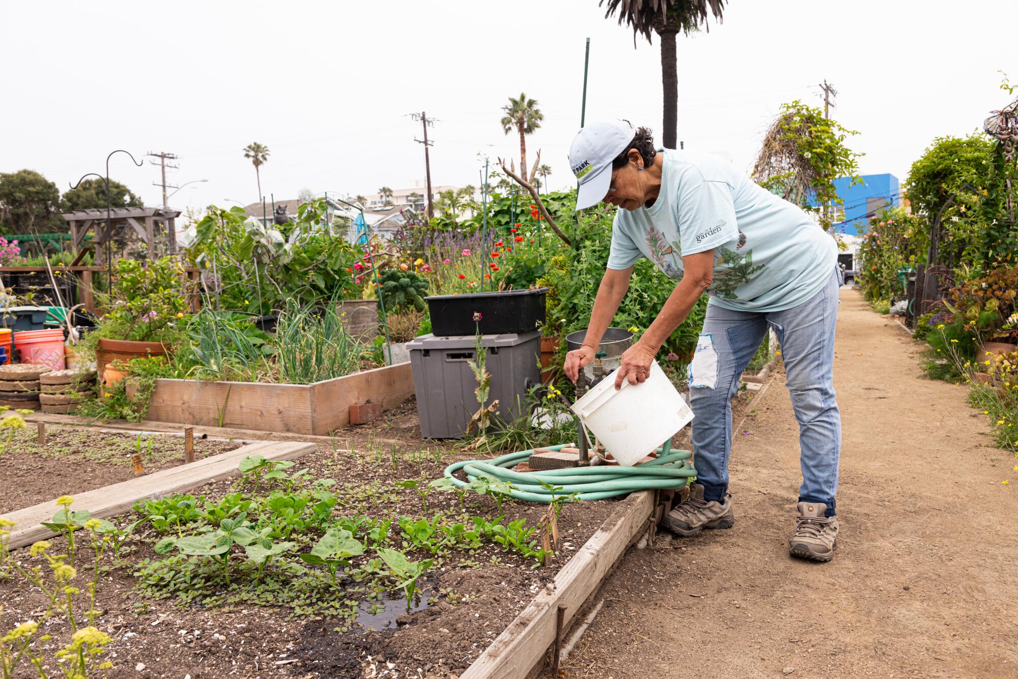 A person wearing a baseball cap washes carrots at her community garden plot in Santa Monica