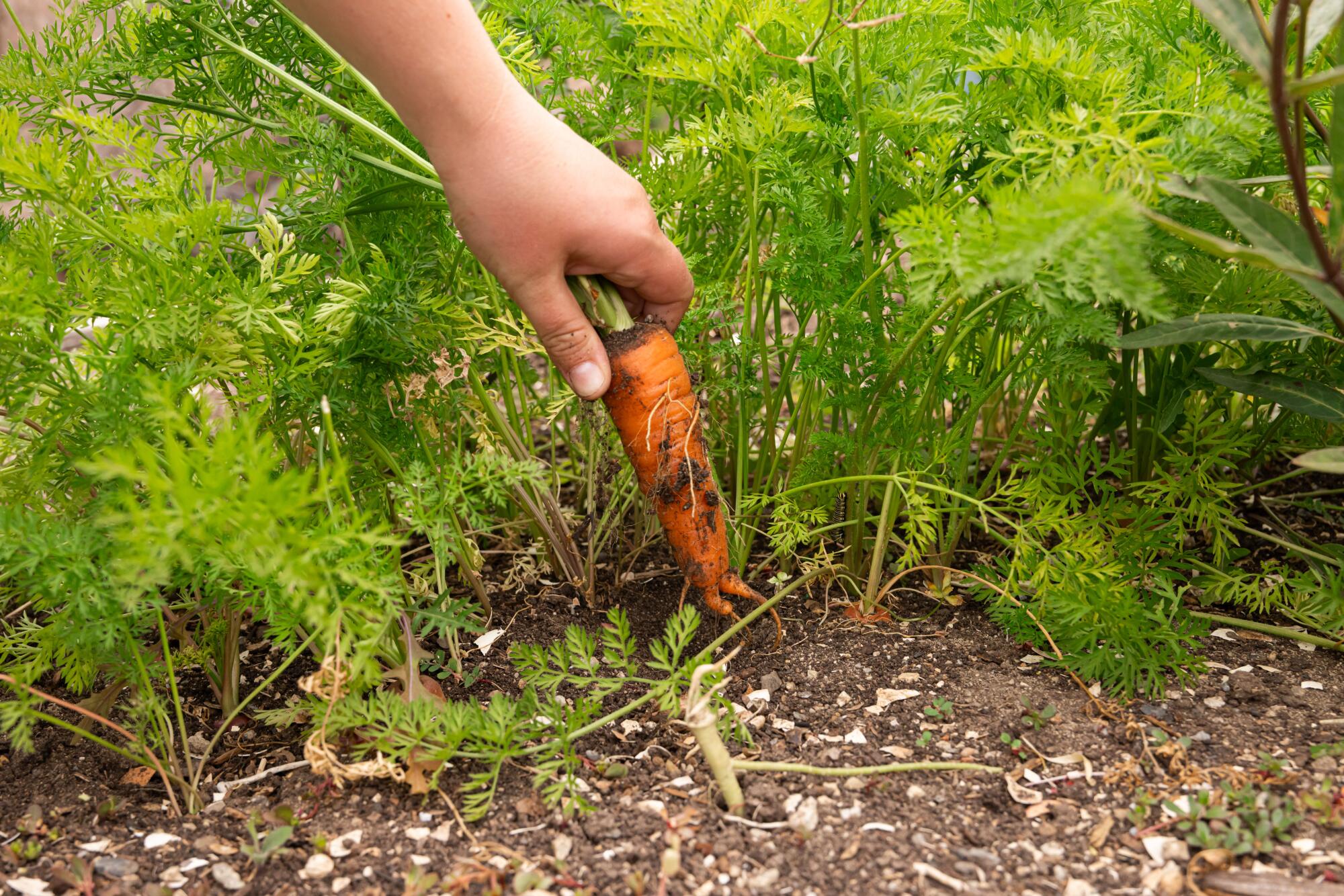 A hand pulls a carrot from the ground at the Main Street Community Garden in Santa Monica.