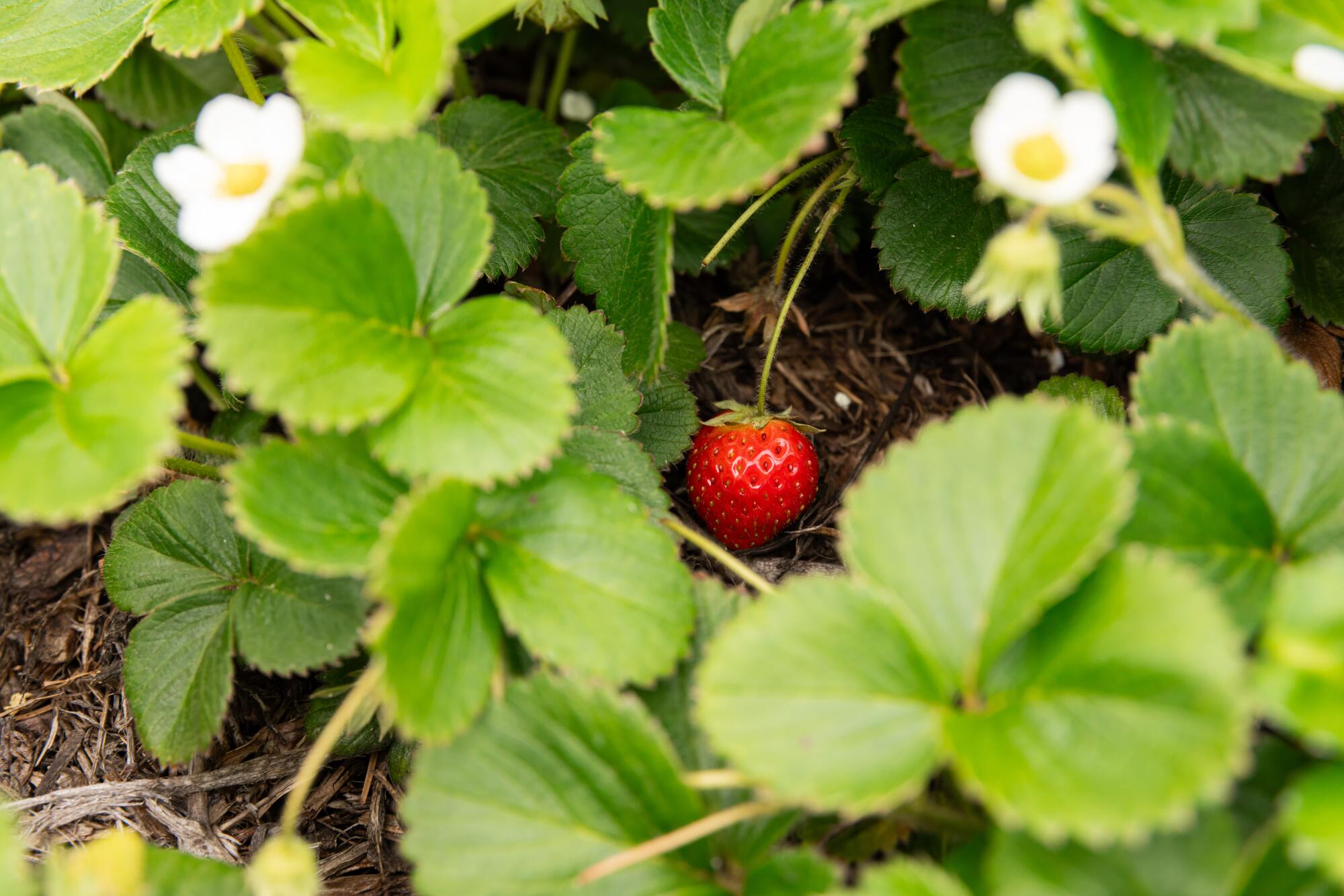 A red strawberry amid green leaves and yellow and white flowers.