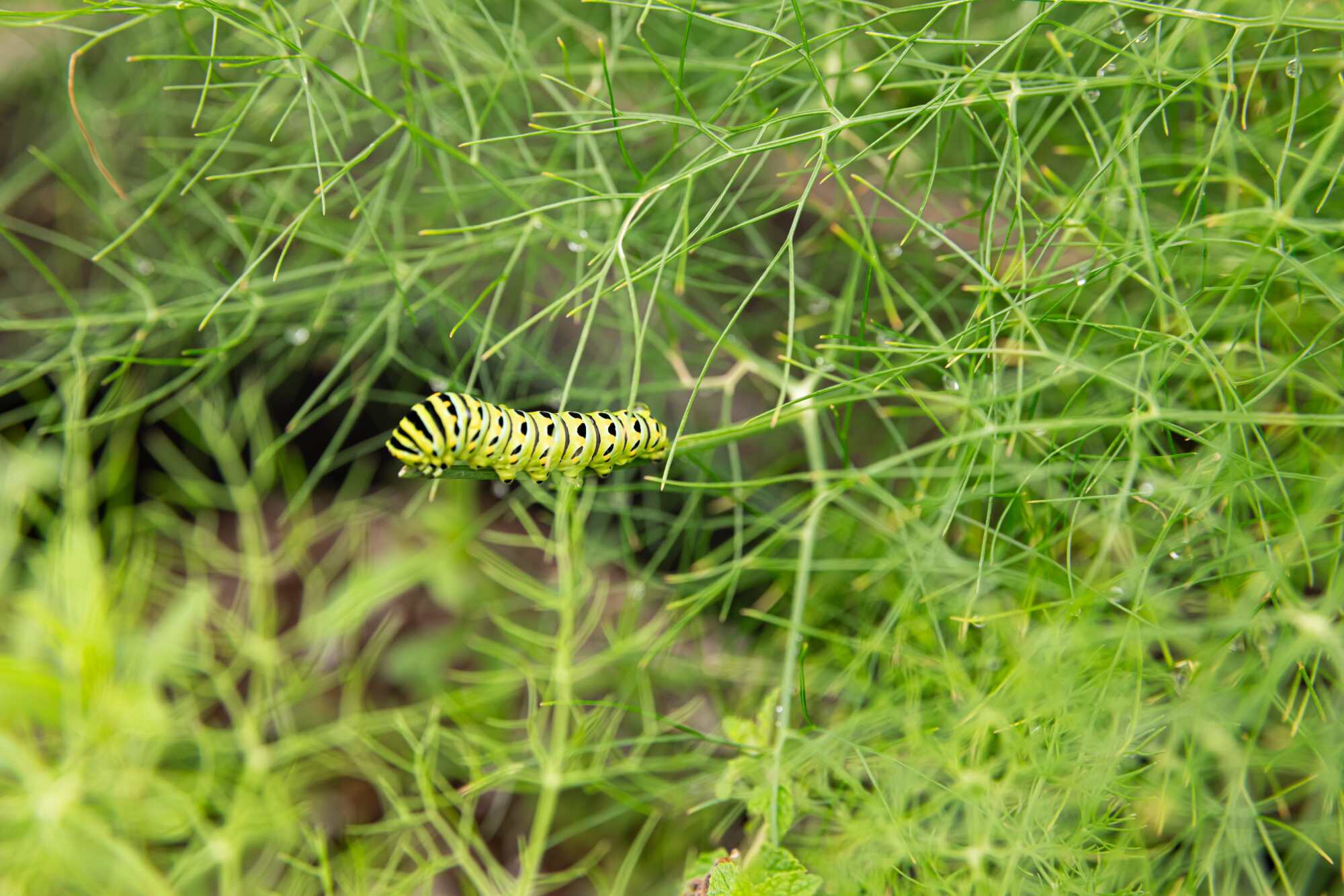 A green and black caterpillar crawls on a green plant at Main Street Community Garden in Santa Monica.