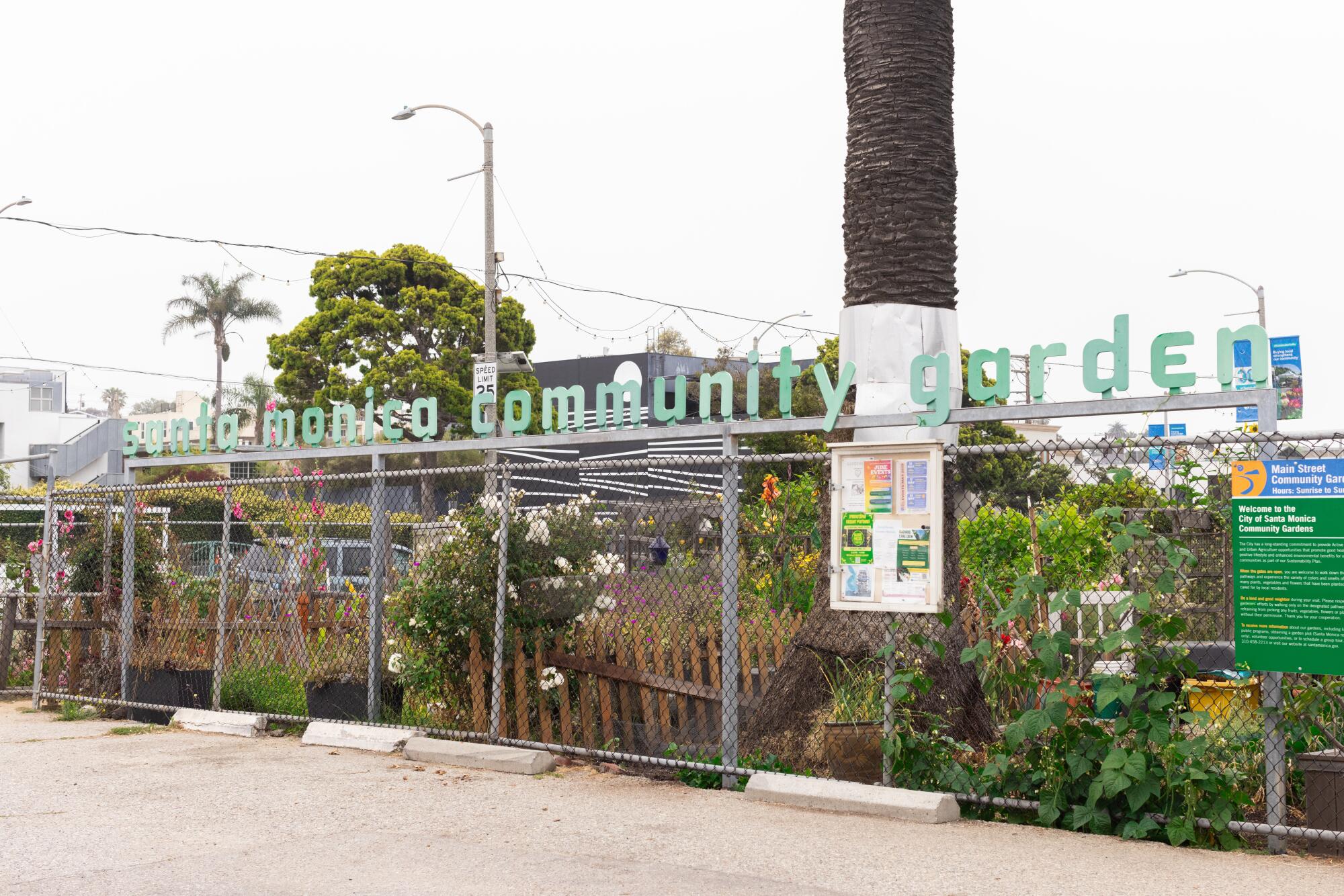 Community garden or ‘rich person’s playground’? Santa Monica gardeners fear 200% price hike