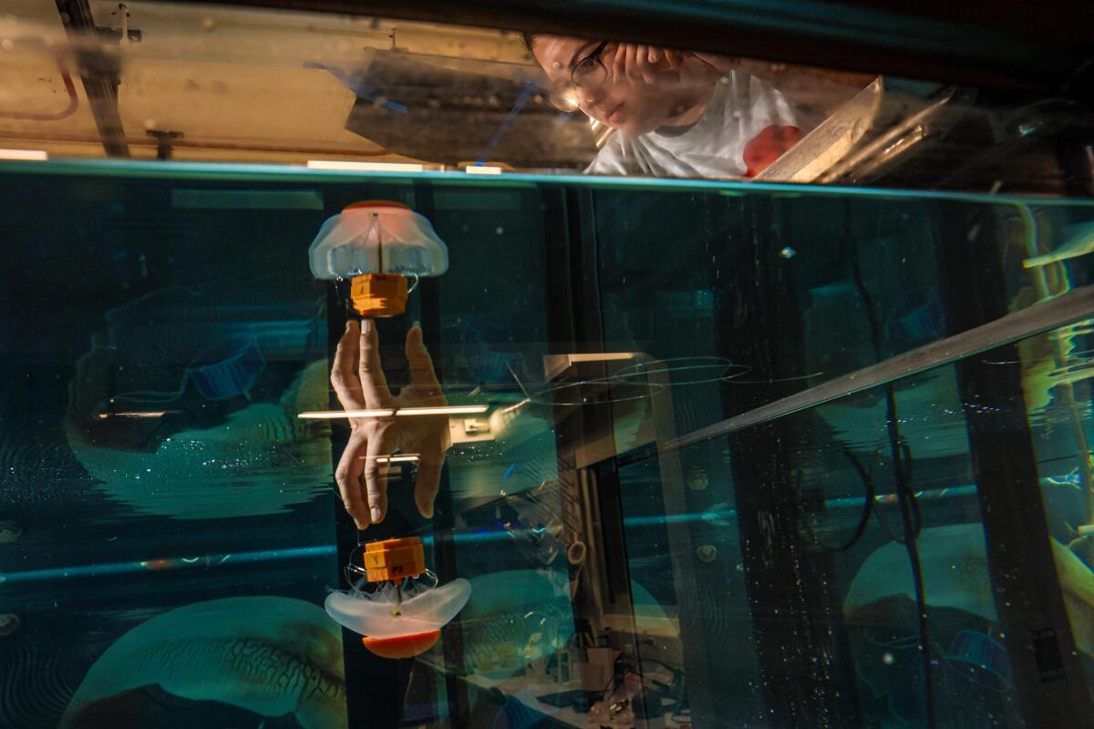 a person reaches into an aquarium tank