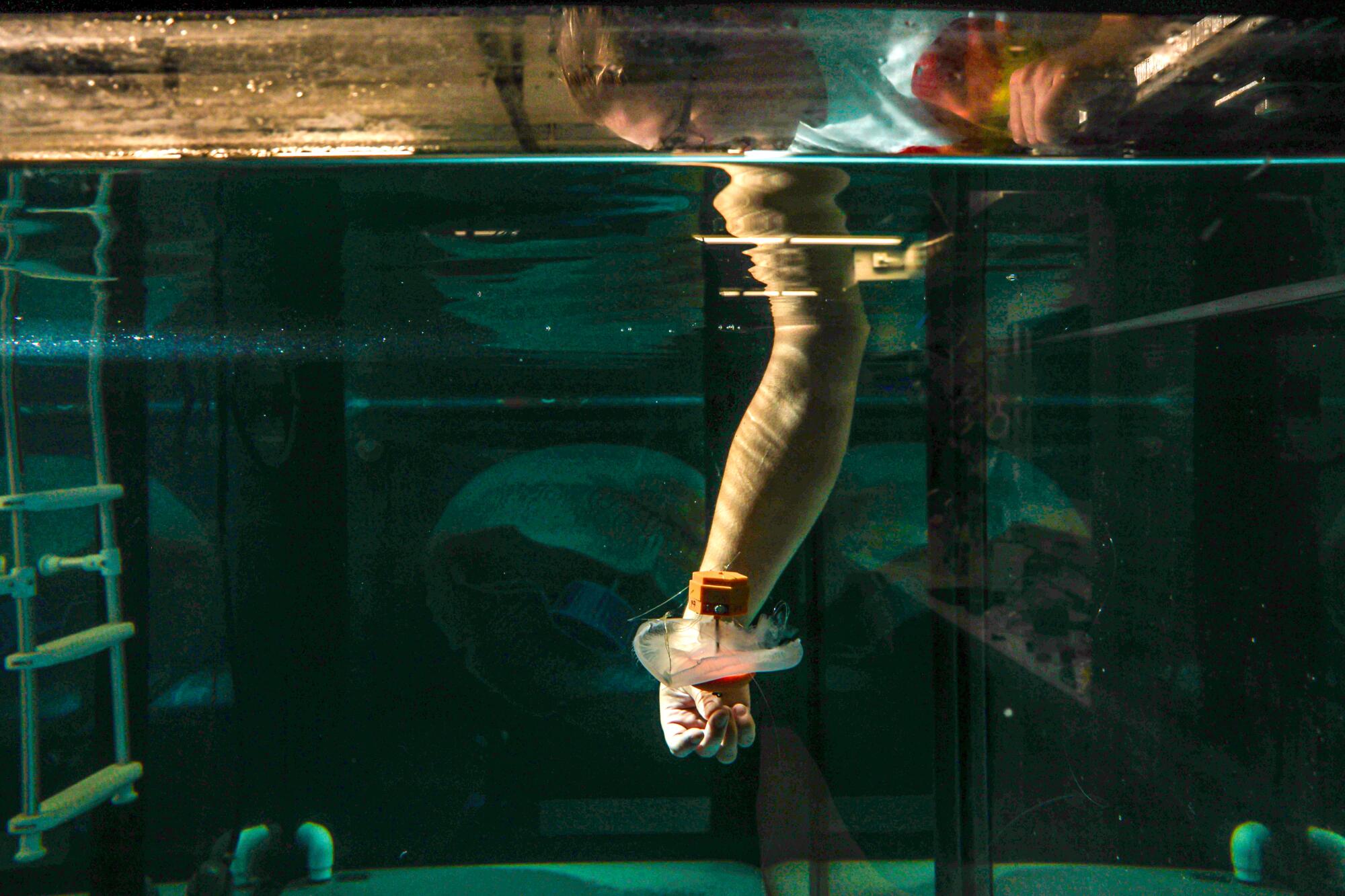 A reflection of a hand reaching into a tank of water.