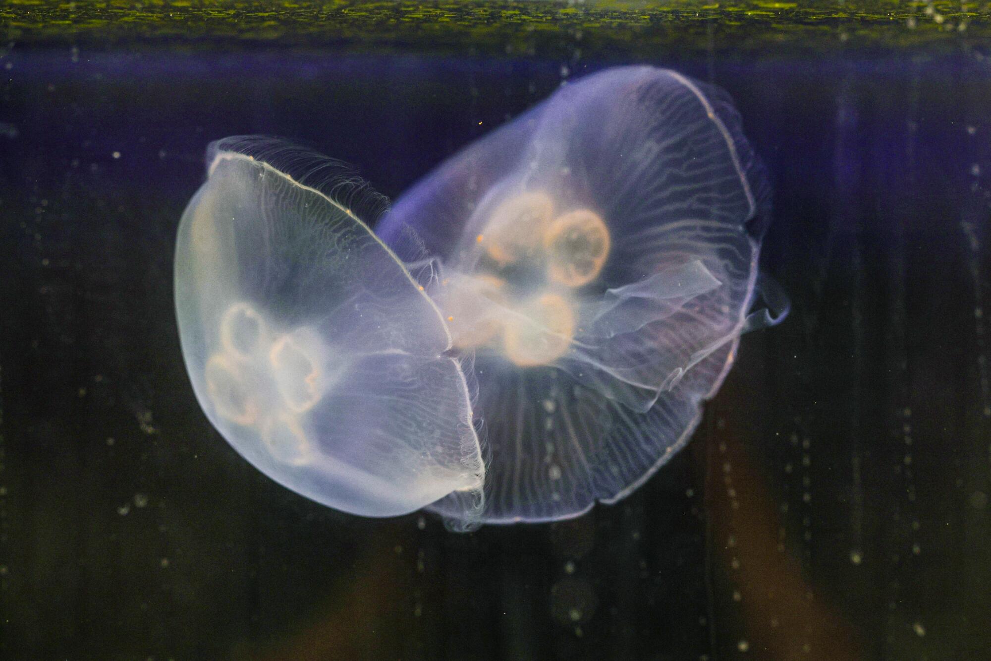 A jellyfish at the Dabiri Lab at Caltech.