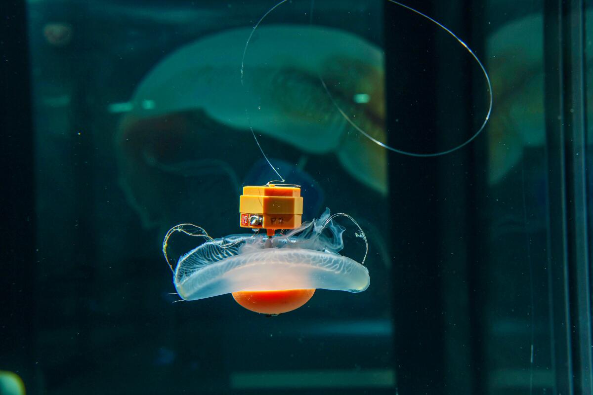 Cyborg jellyfish could help uncover the depths and mysteries of the Pacific Ocean