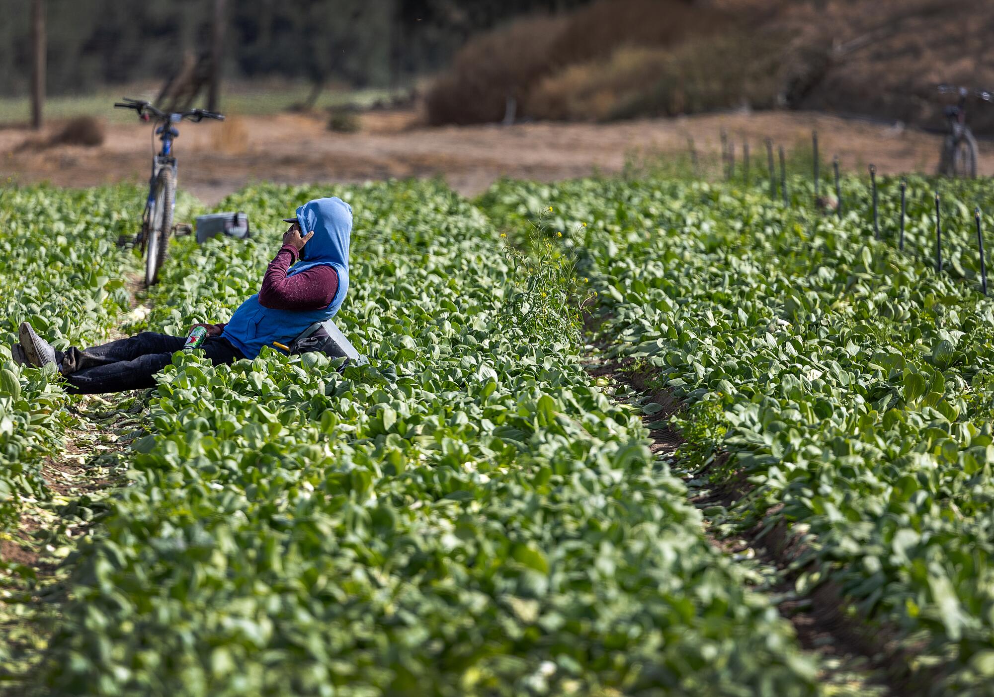 A farmworker resting in a field in San Jacinto