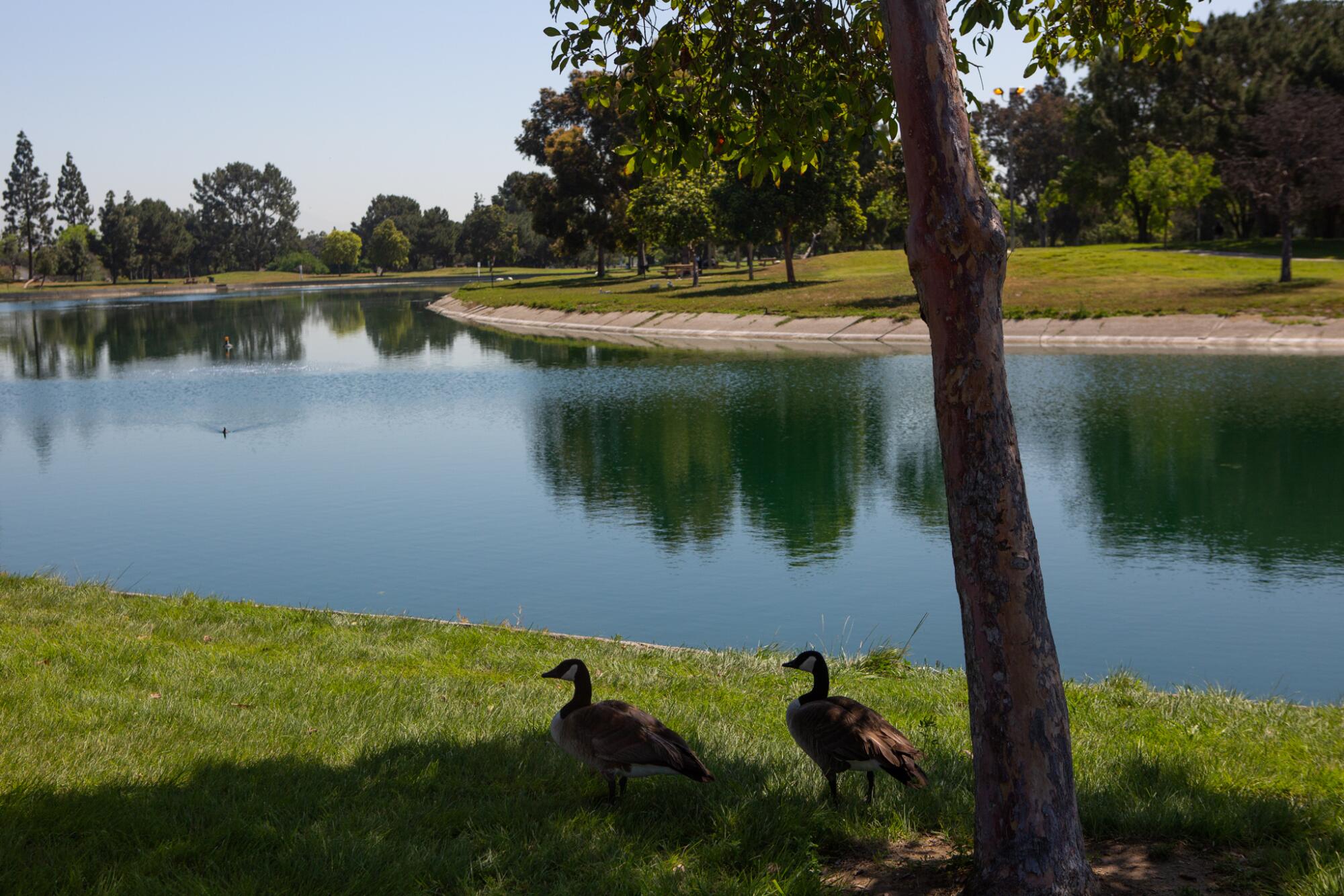 How changes in California culture have influenced the evolution of wild animals in Los Angeles