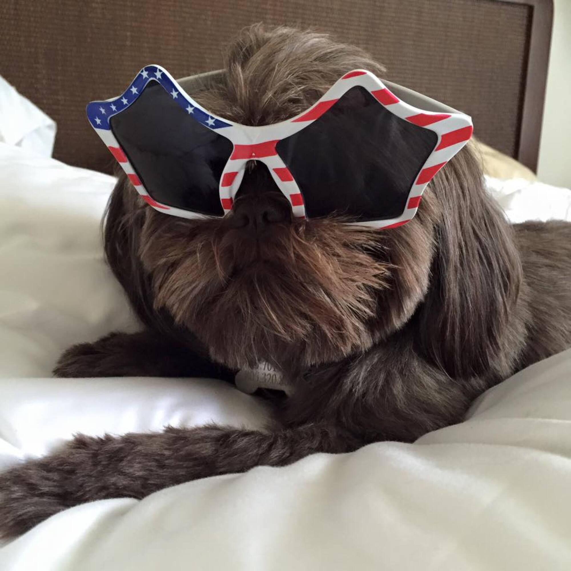 A chocolate brown furry shih tzu dog wearing big red, white and blue sunglasses.