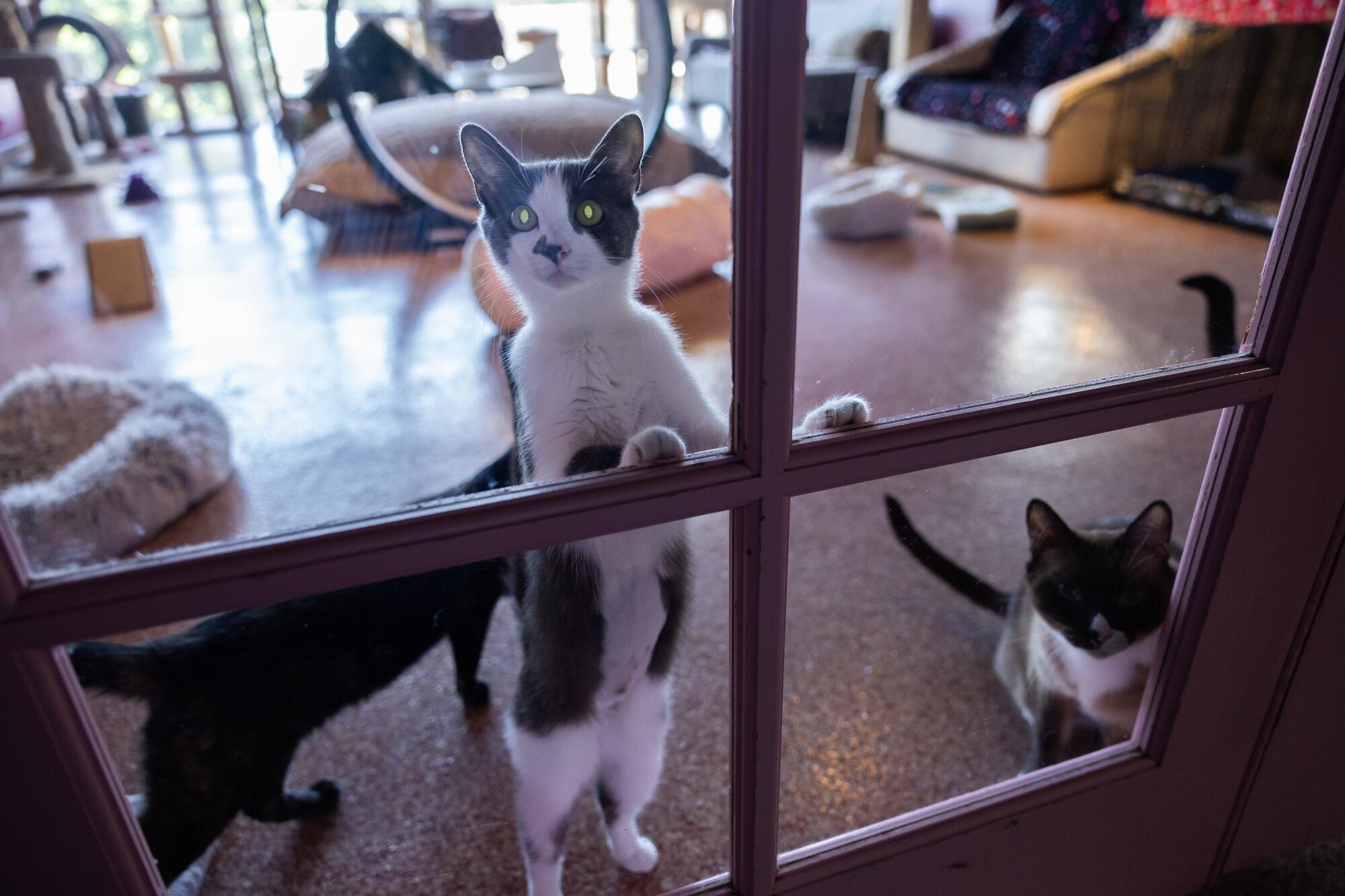 Cats peer through a window.