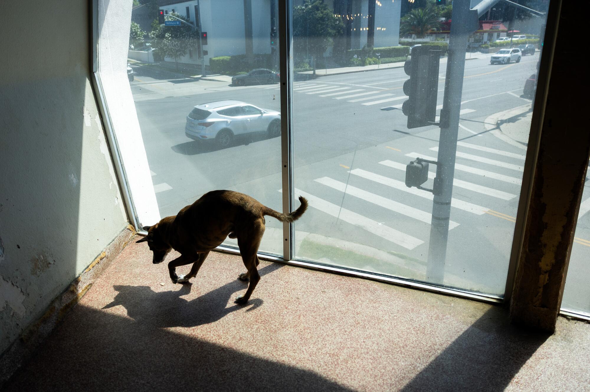 A dog looks at his own shadow on the ground.