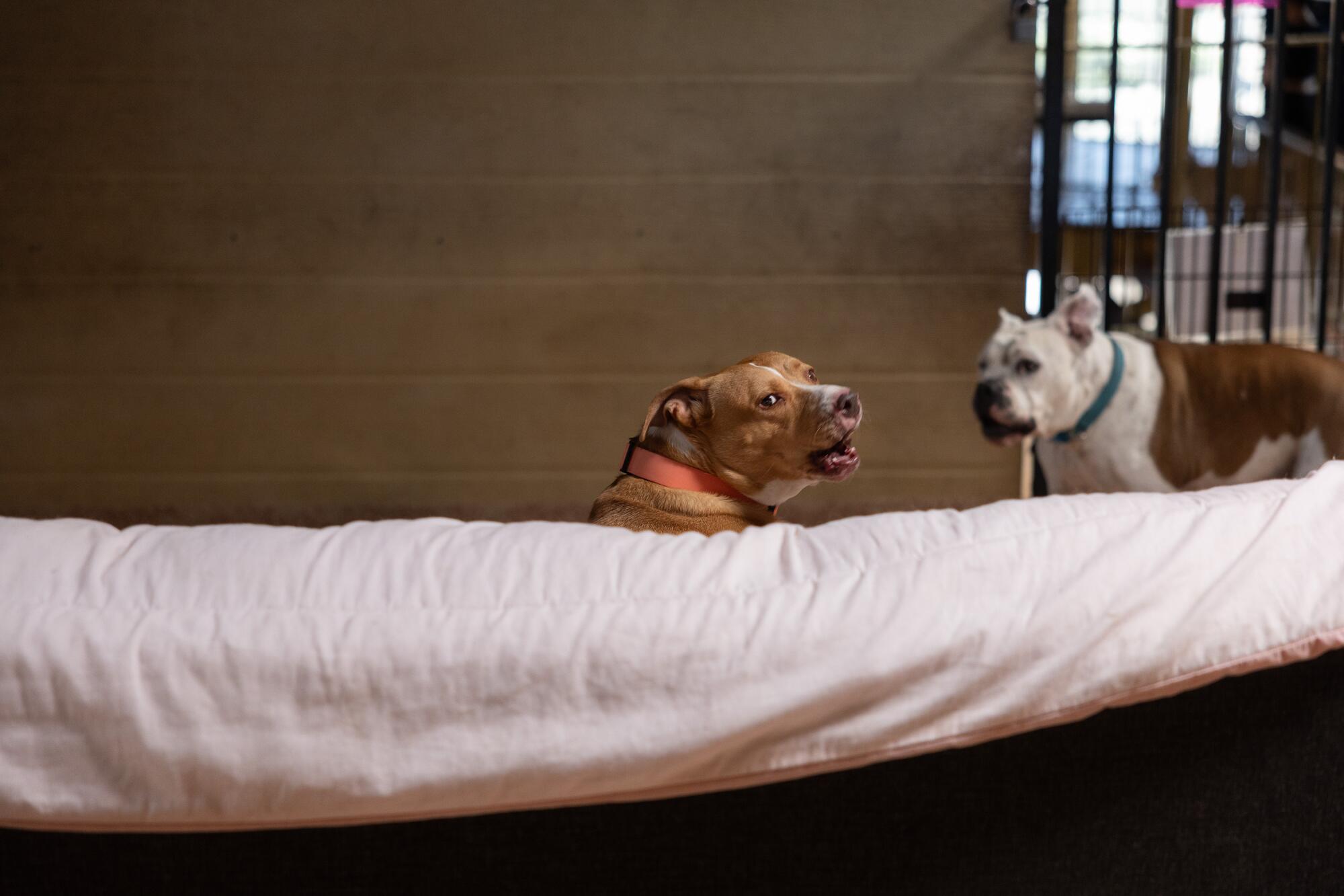 Two dogs lounge in their space.