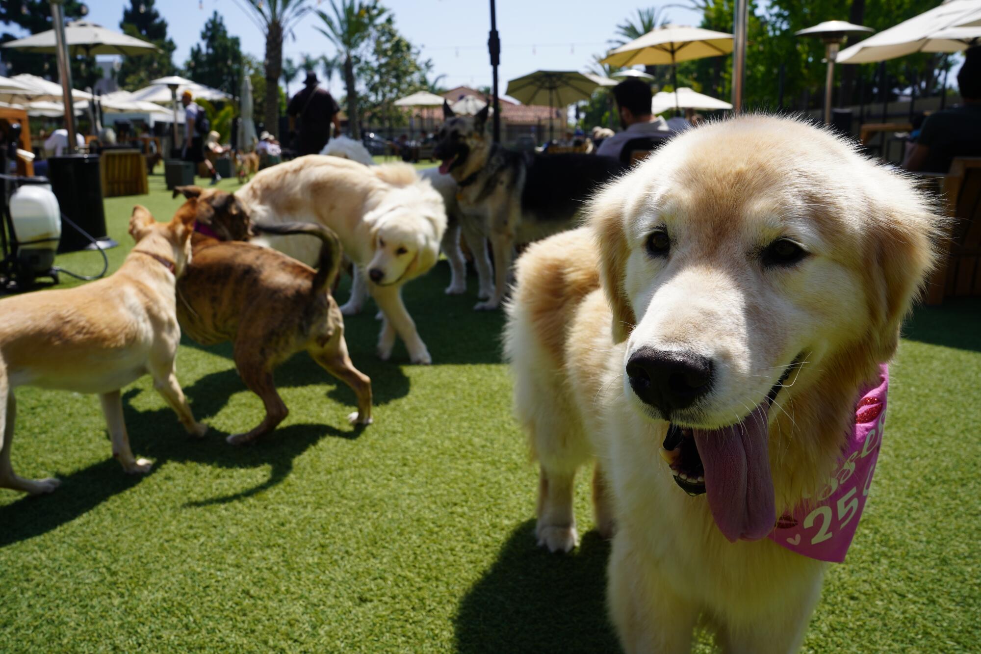 A golden retriever plays at a dog park.
