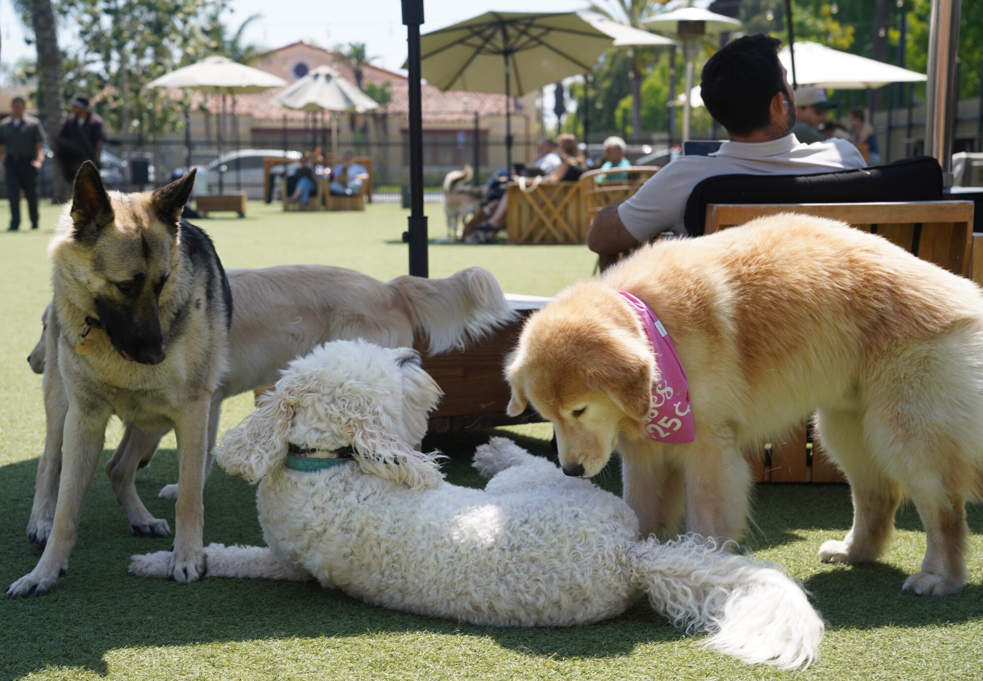 A golden retriever plays with other dogs at a dog park. 