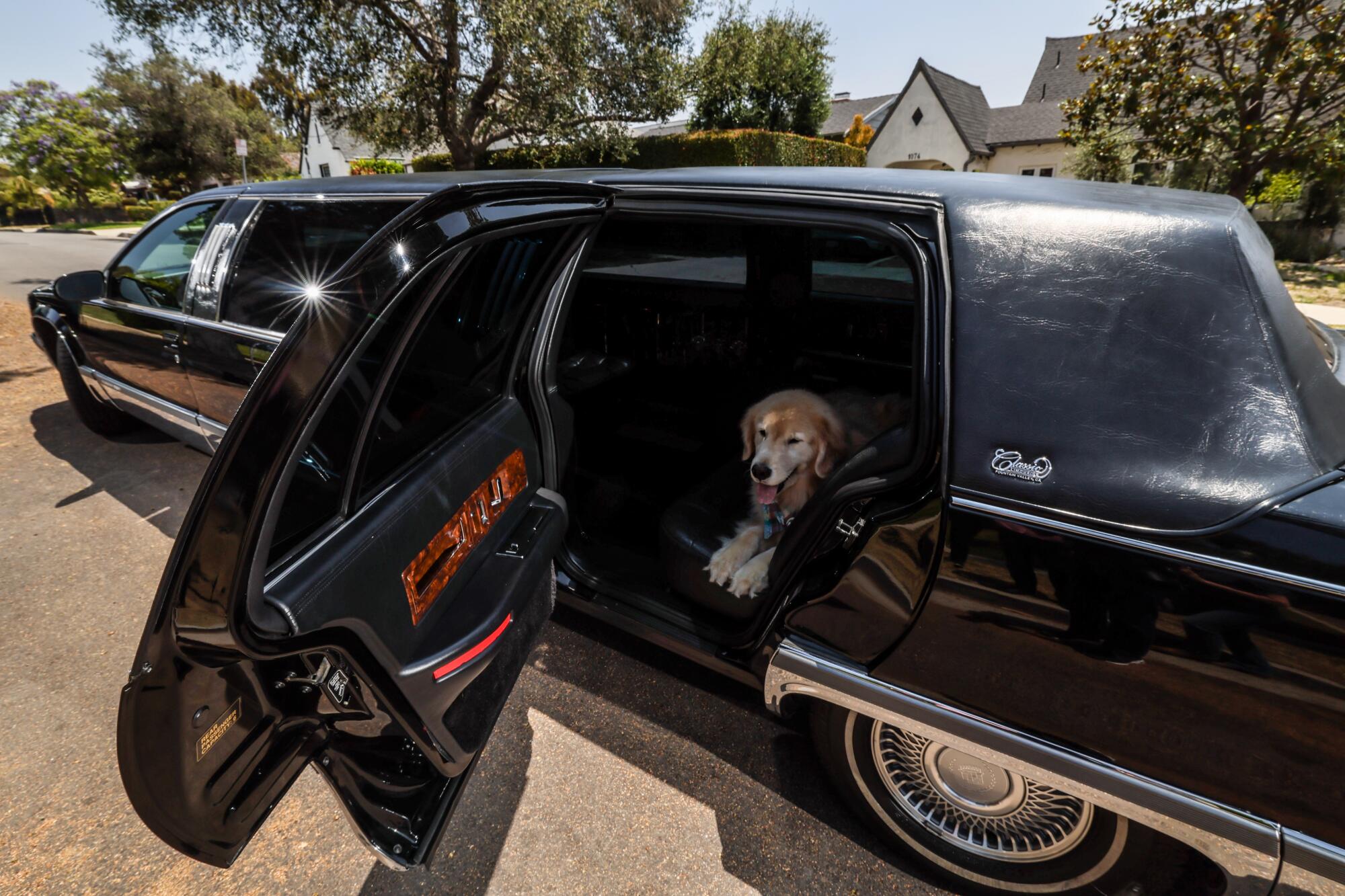 A golden retriever in a limo.