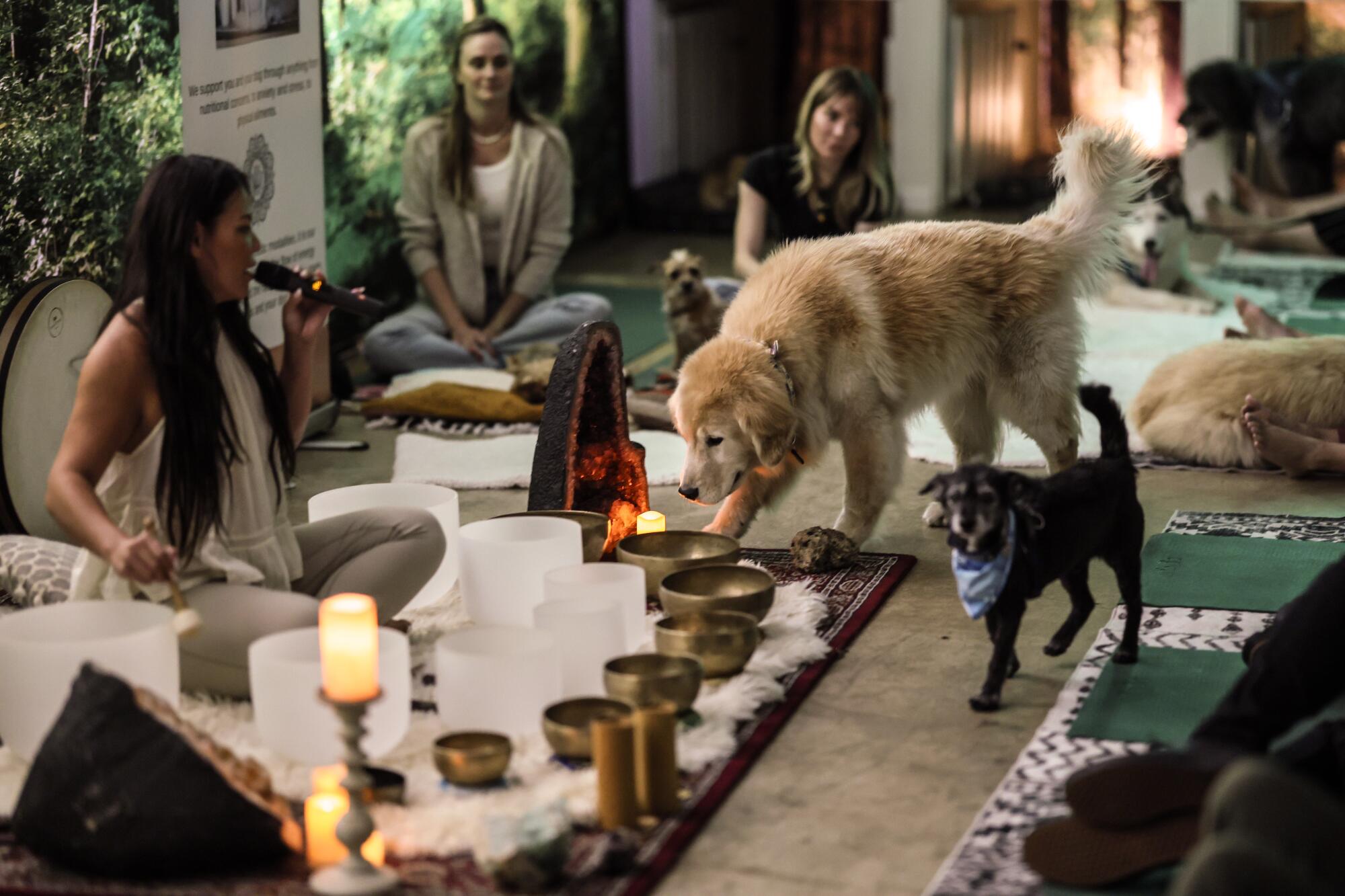 A woman conducts a sound bath as two dogs sniff around nearby. 