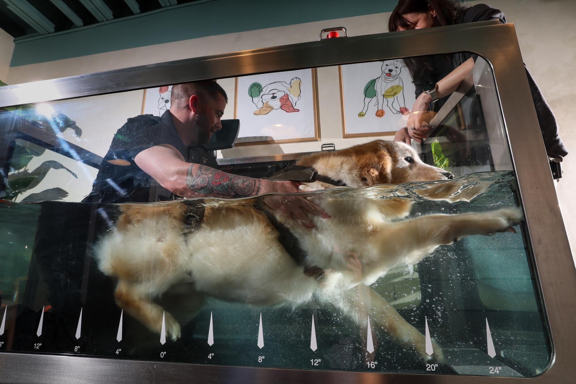 A golden retriever walks on a treadmill inside a tank of water.