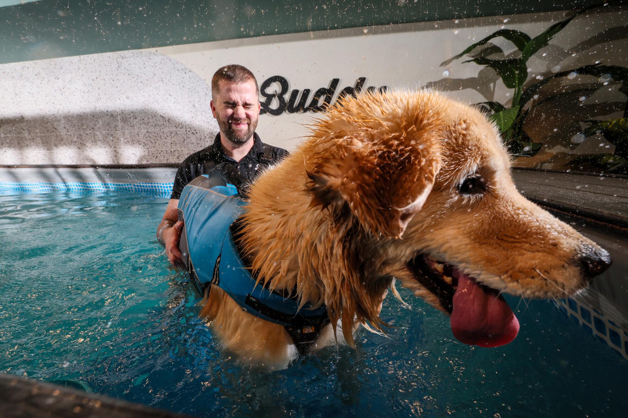 A golden retriever plays in a pool with a man. 