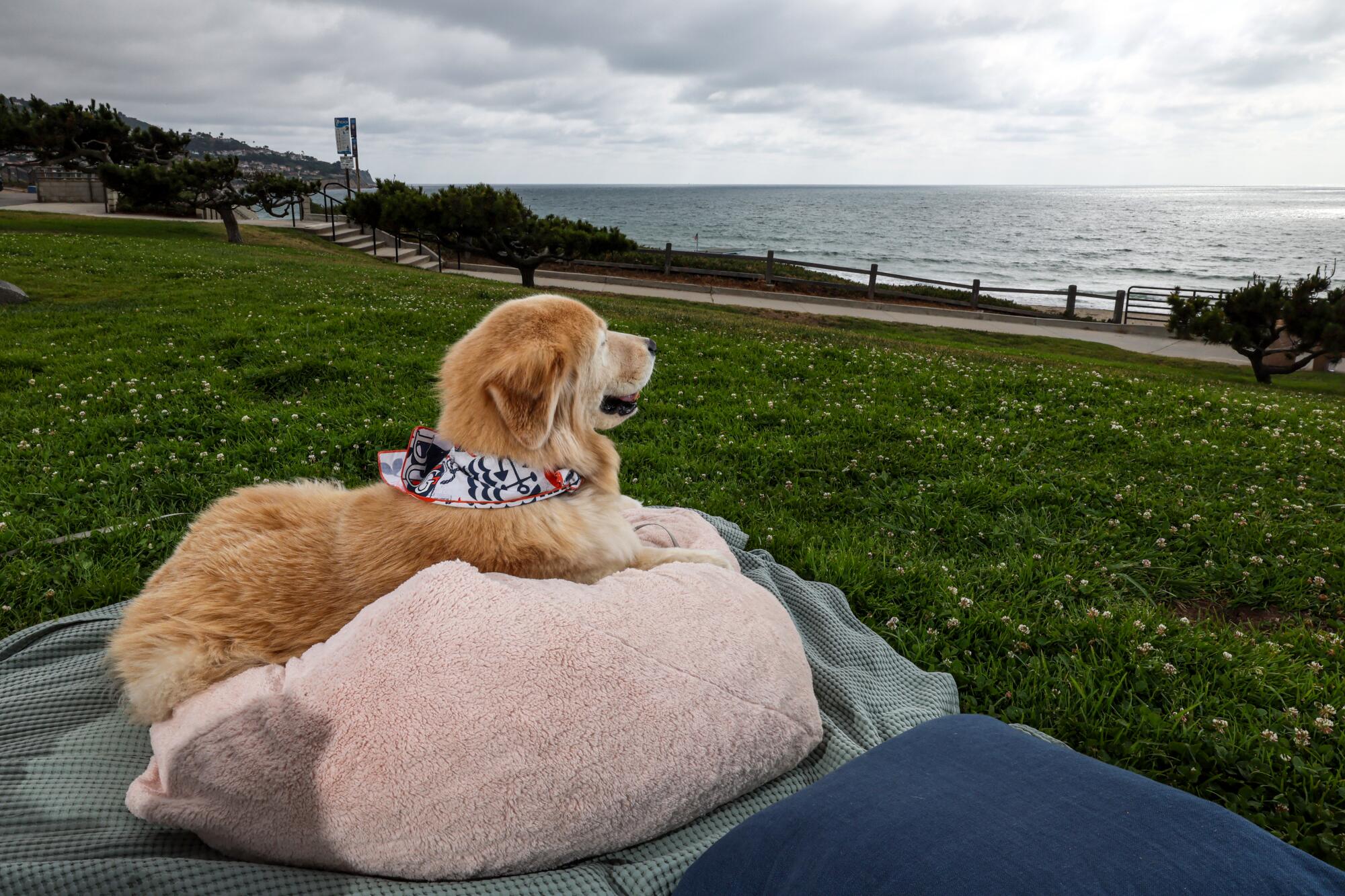 A golden retriever lays on a blanket and stares at the ocean. 