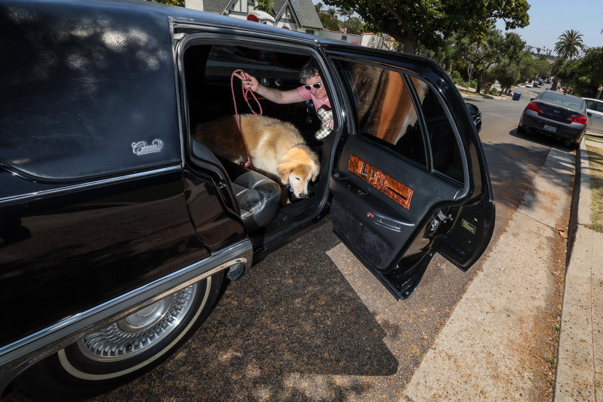 A dog hops out of a limo, with his owner behind him. 
