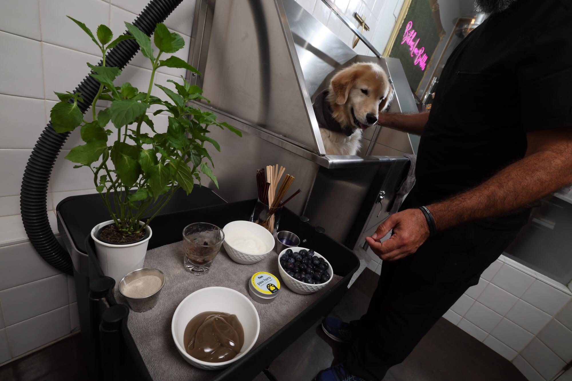 Ingredients for a canine facial on a cart.