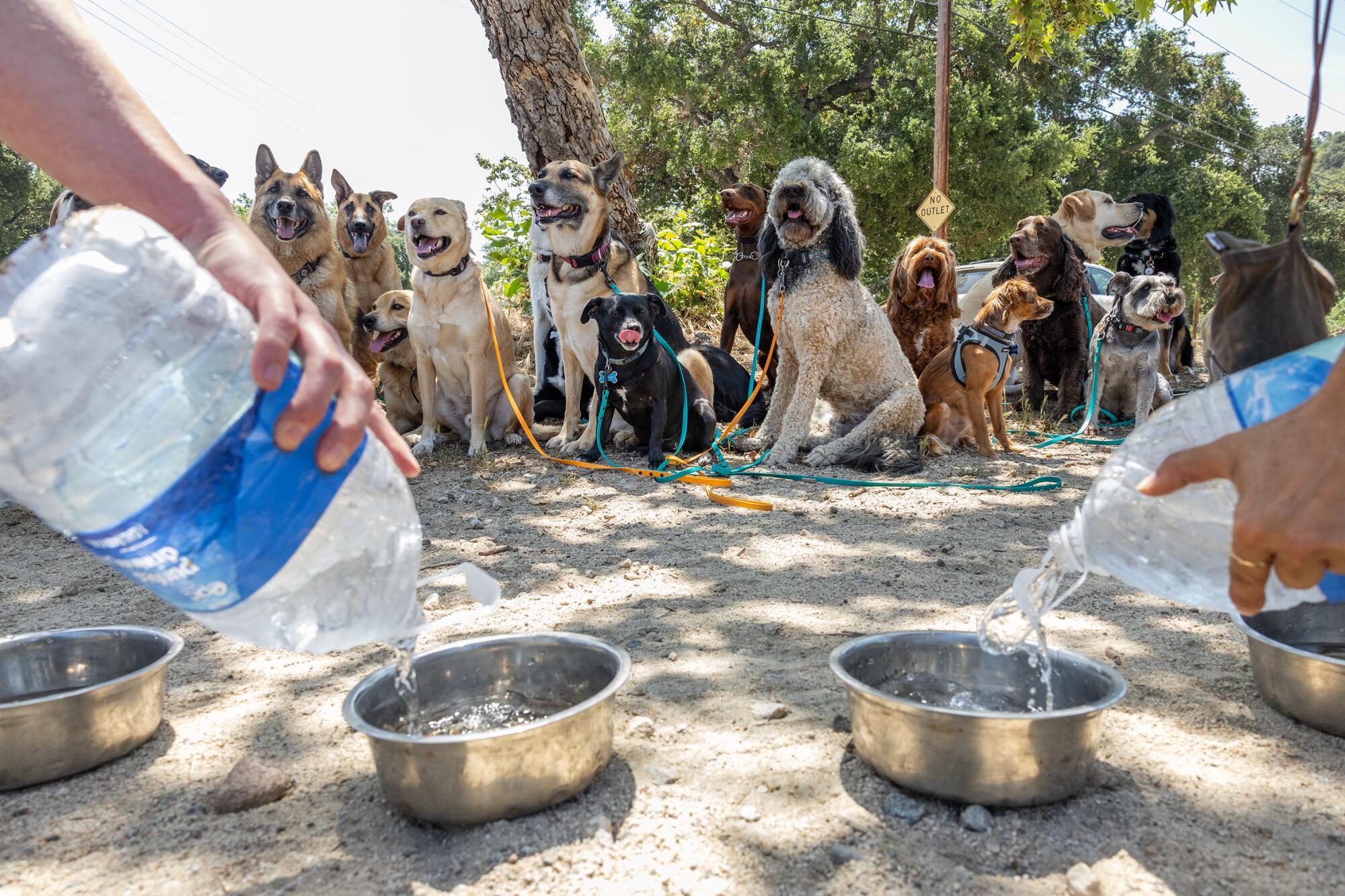 Dogs wait patiently as the water bowls are filled following their walk at Crescenta Valley Community Regional Park.