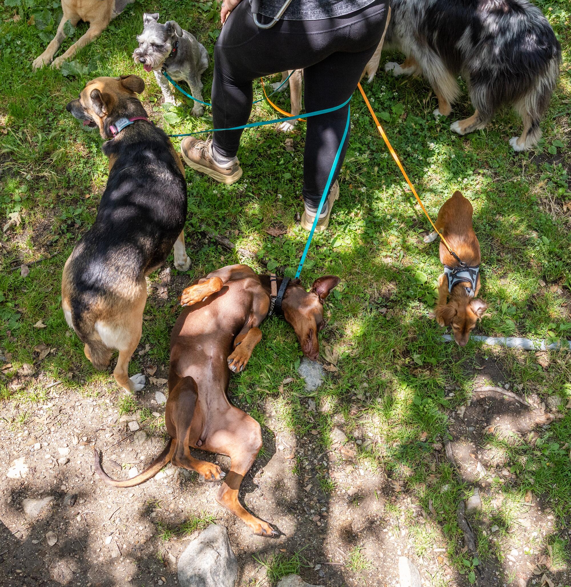 Ruby, a Doberman pinscher displaced by the Eaton fire, rolls in the grass.