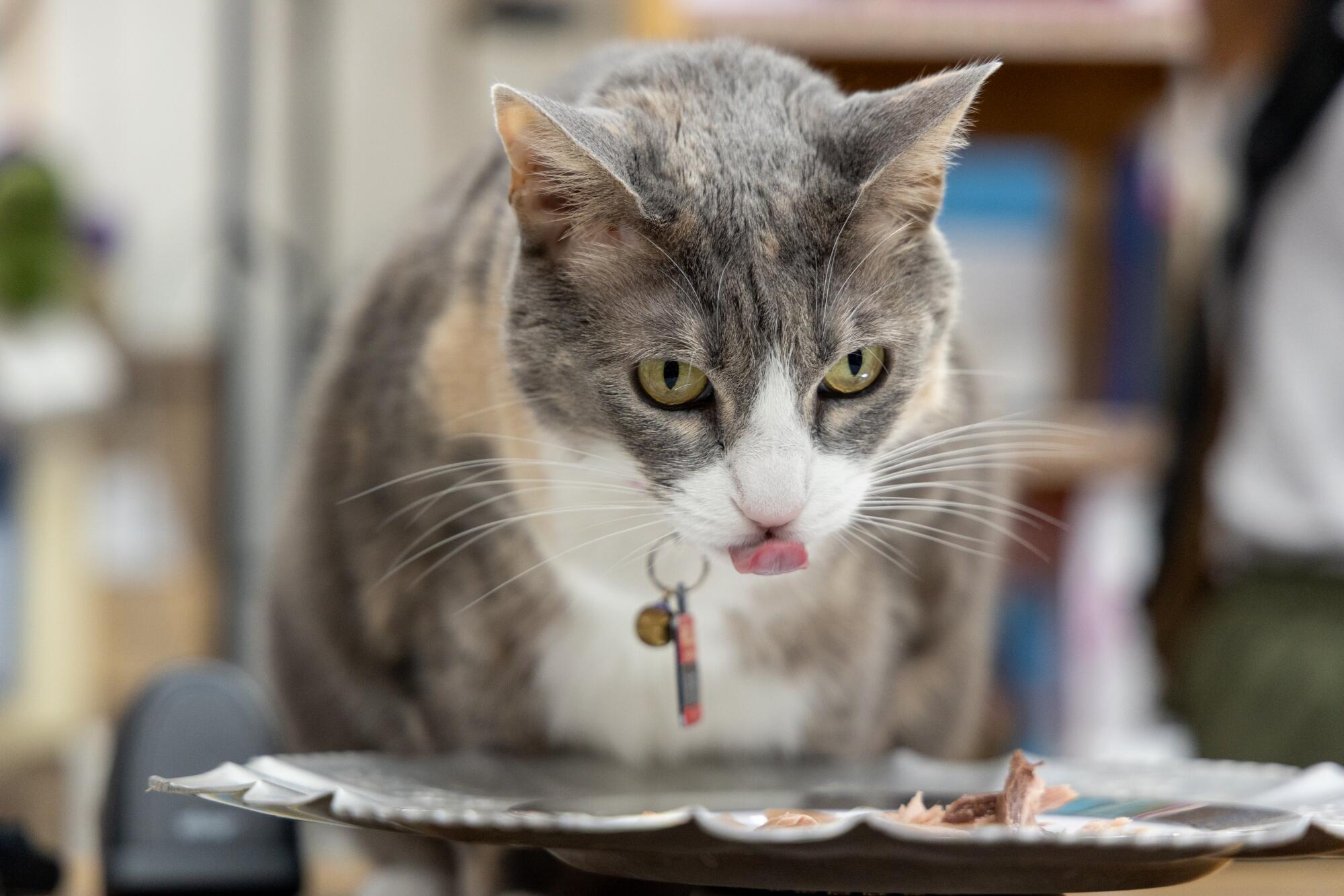Pippi the cat eats her tuna cake on a silver platter as she celebrates her 10th birthday.