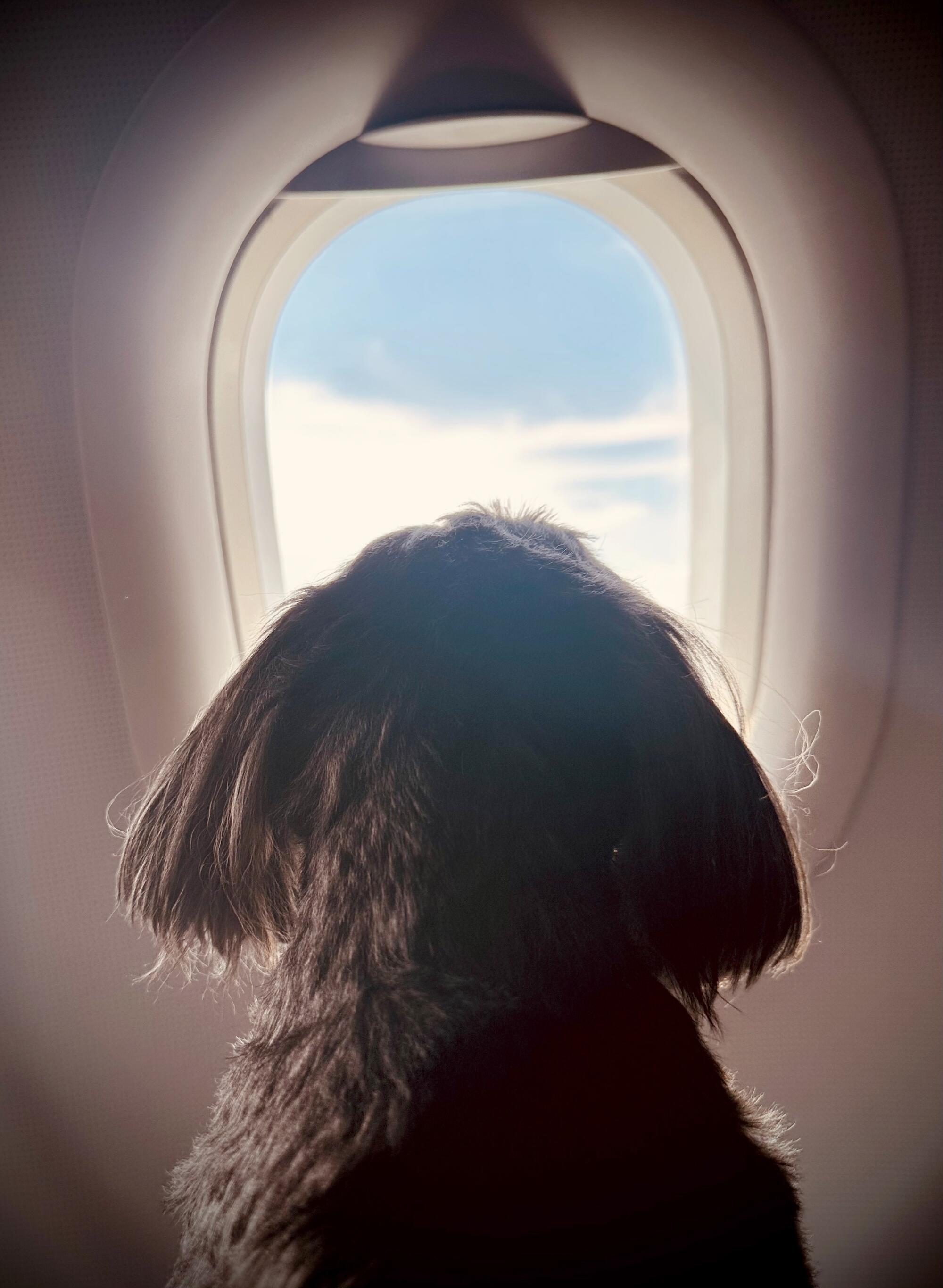 Becca Nelson's dog, Sadie, looks out an airplane window