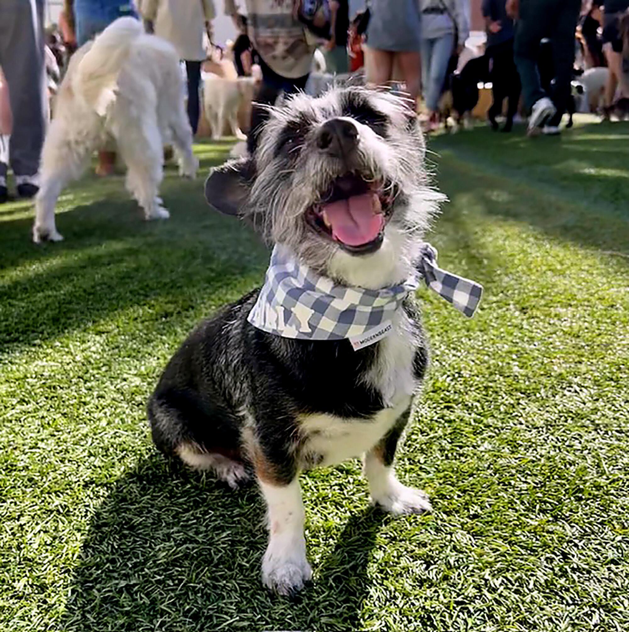 Alana Giordano's dog, Philly, at Dog Ppl in Santa Monica.