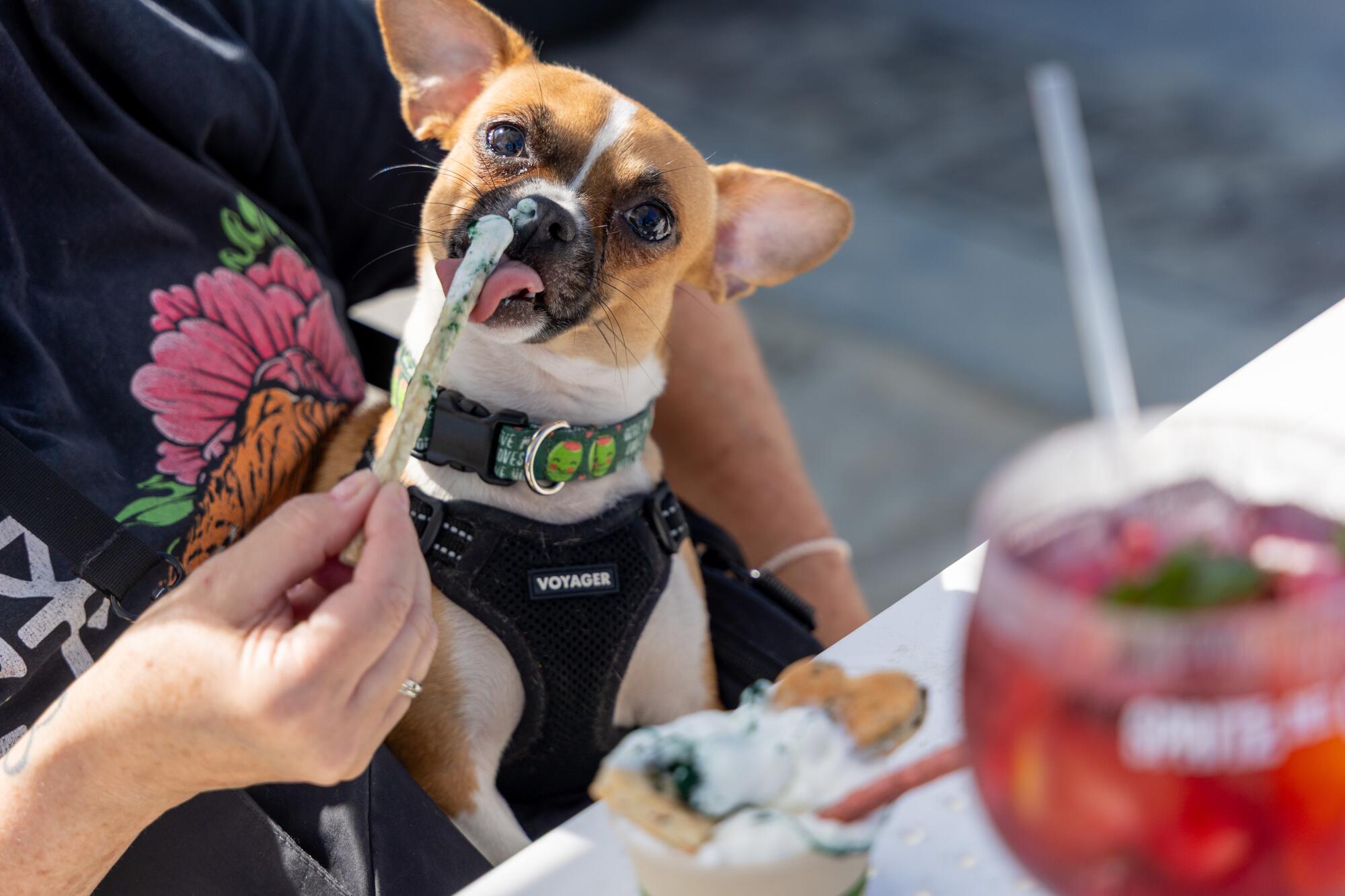 Dorothy Grillo feeds dog ice cream to Olive at Monty's Dog Beach & Bar.