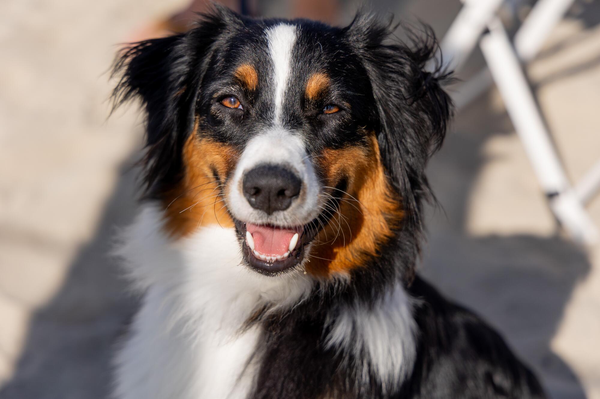 Riley, an Australian shepherd, enjoys the sun at Monty's Dog Beach and Bar.