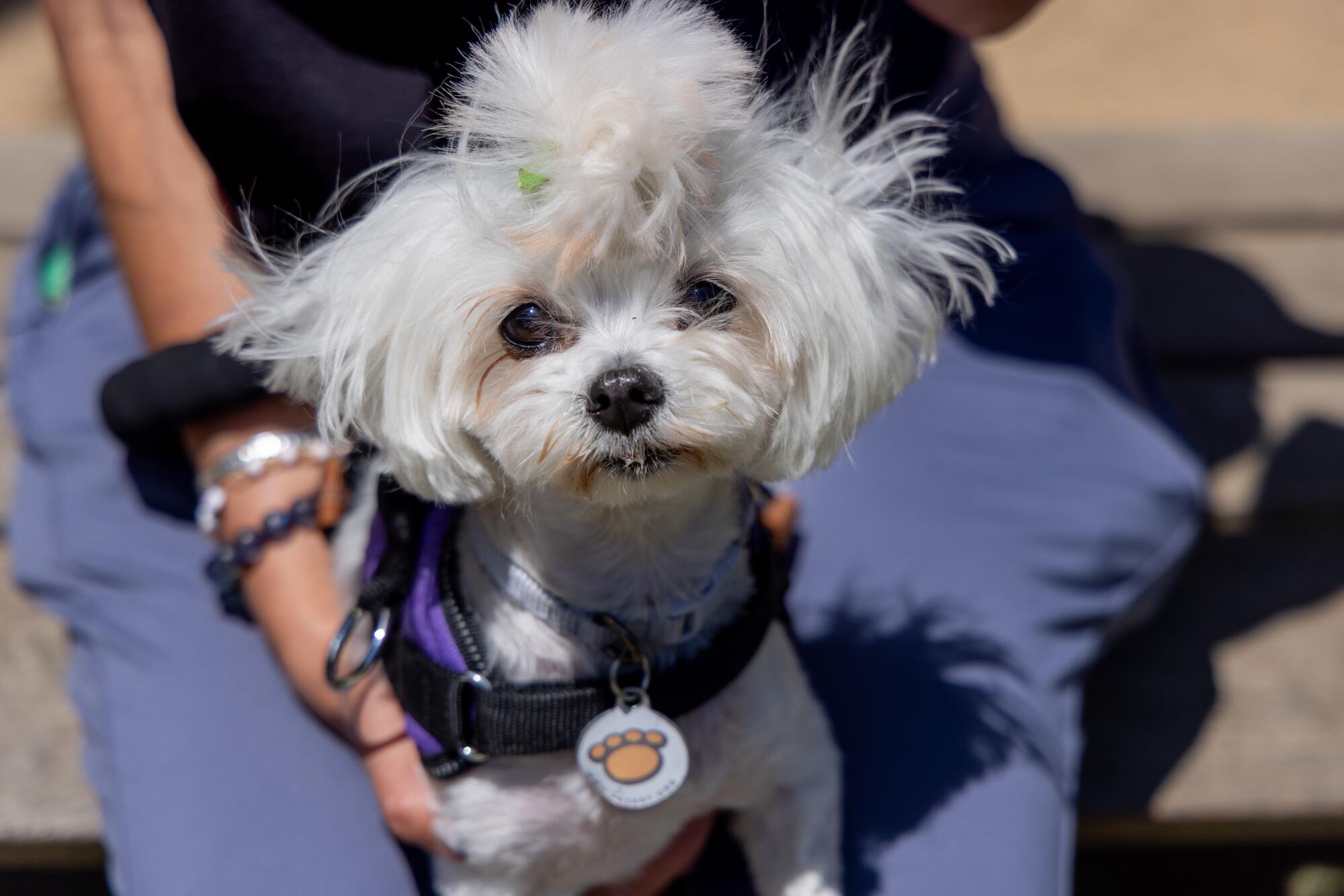 Mini sits on Tina Khorram's lap at Bluff Creek Dog Park.