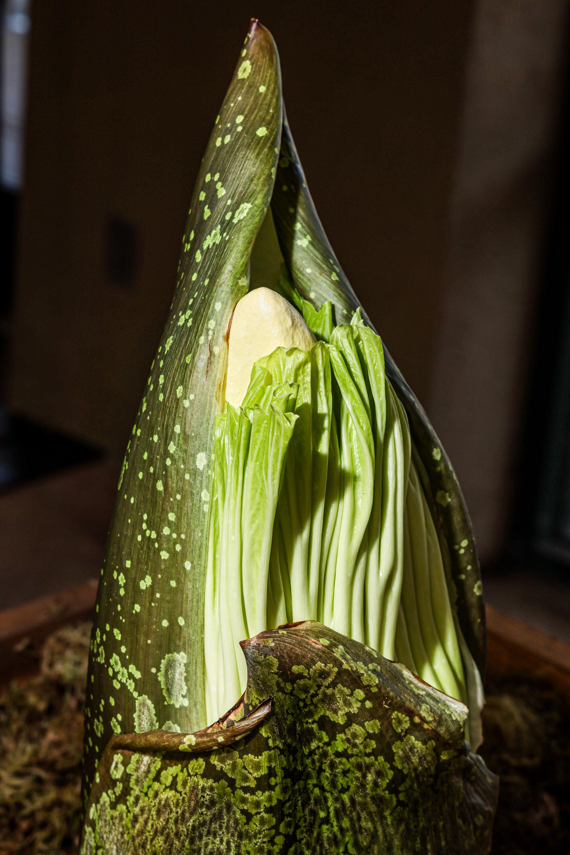 A close up of a young green corpse flower.