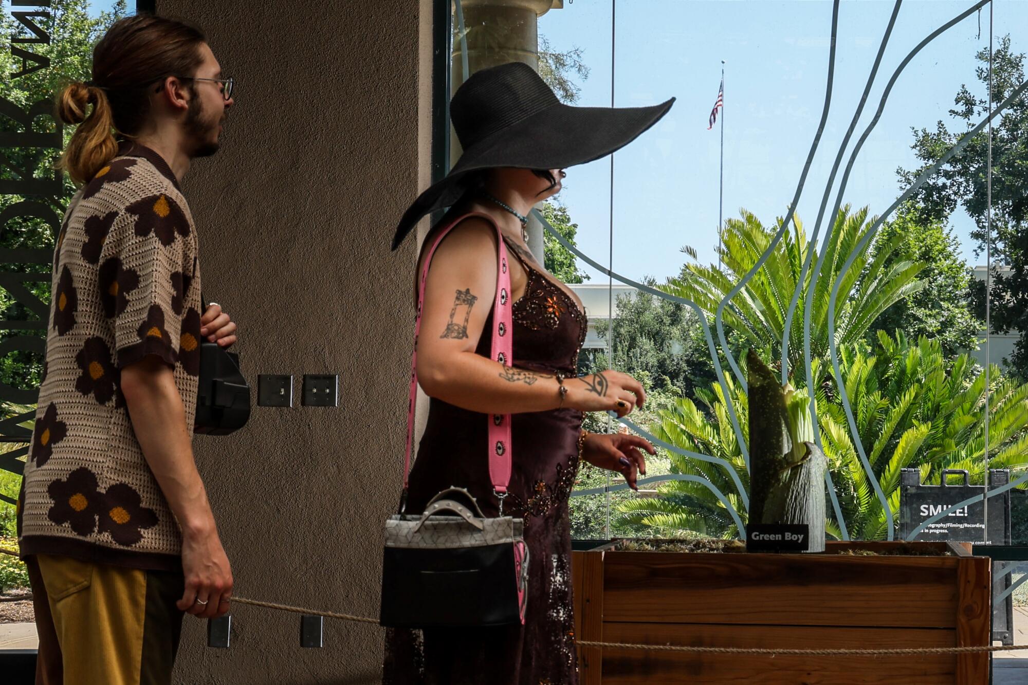 Two people look at a young corpse flower. 