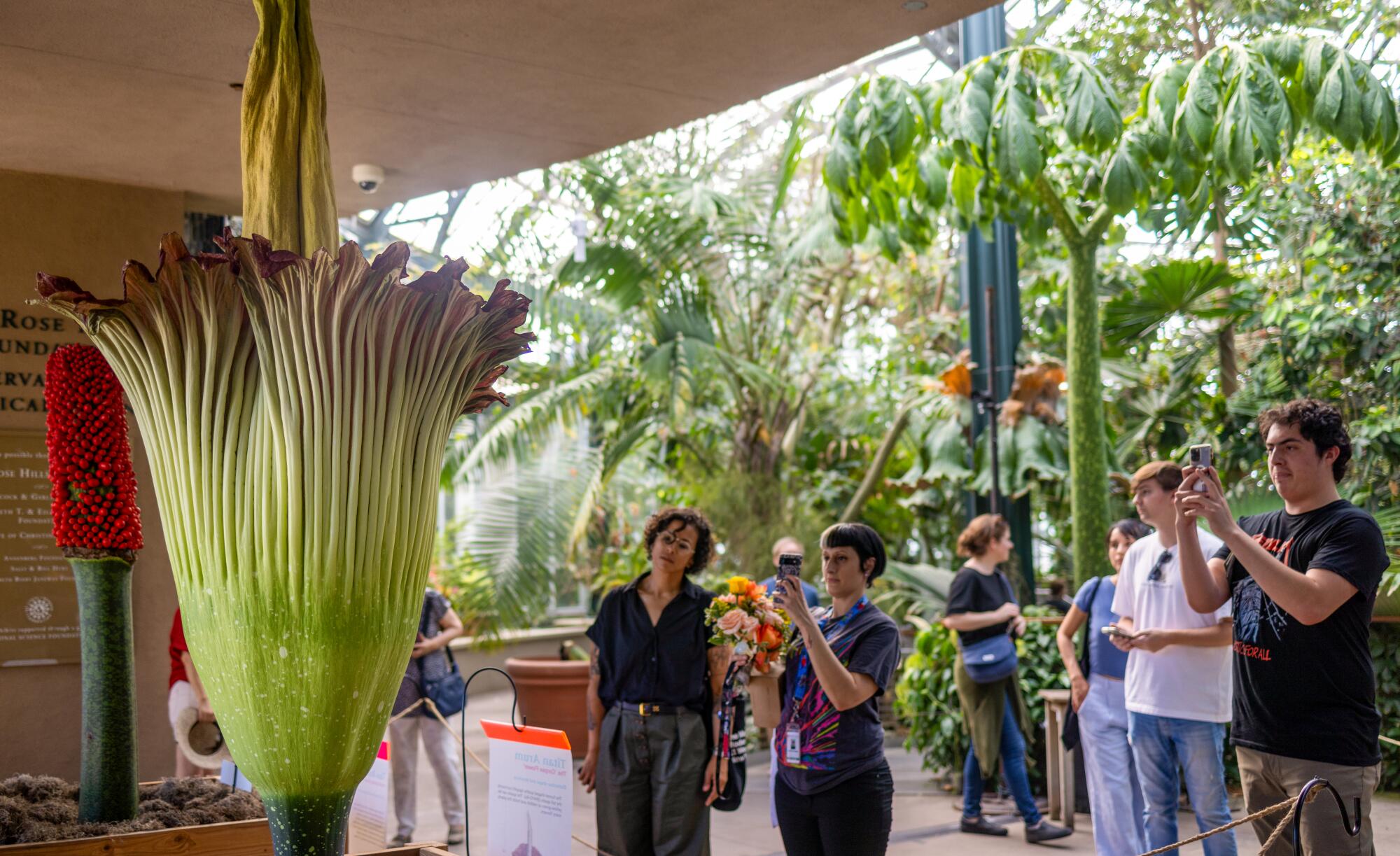 The return of stinky: How to see a corpse flower in L.A. that’s ready to bloom