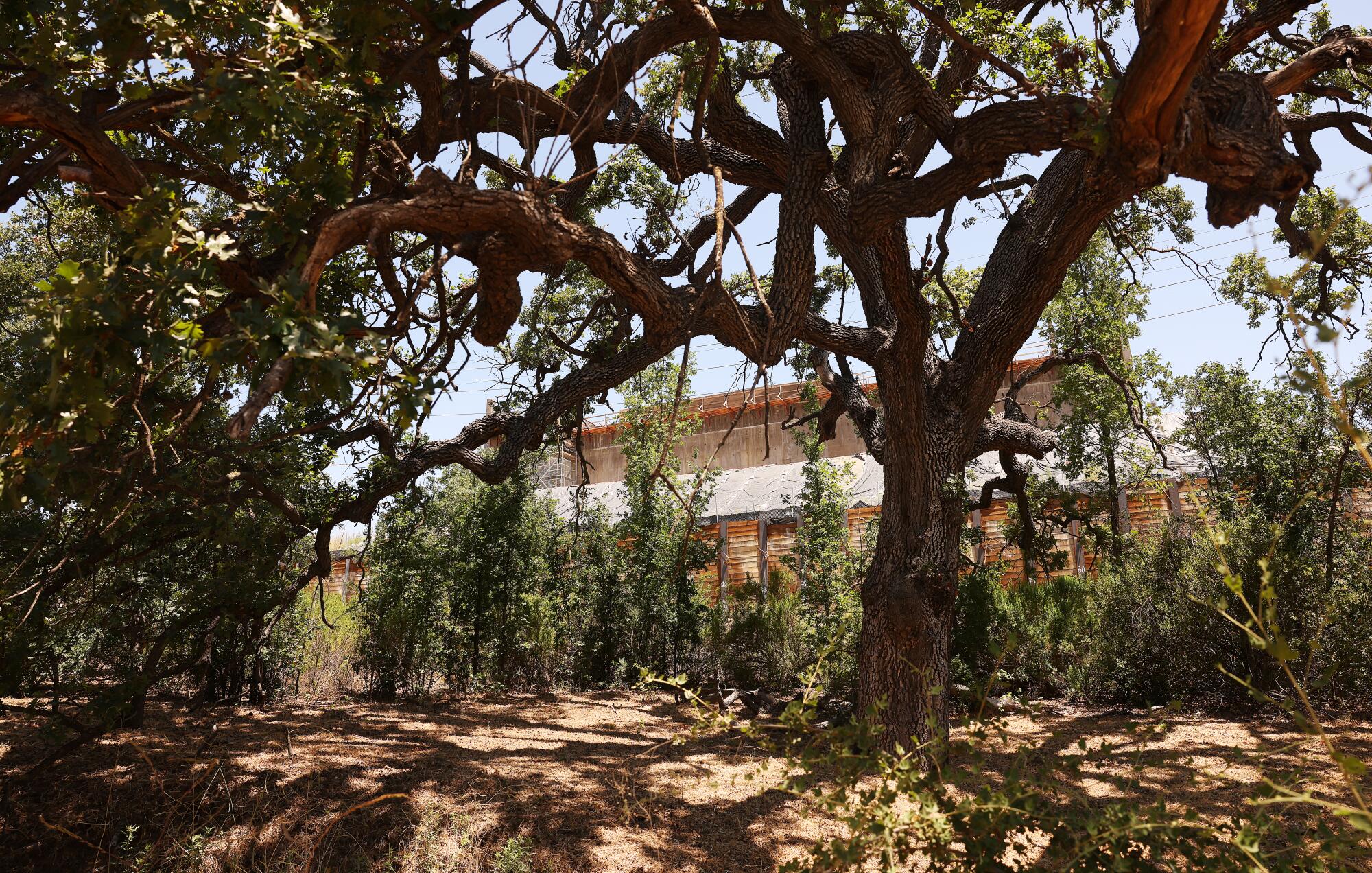 A sprawling oak tree partially obscures the north wall of the Wallis Annenberg Wildlife Crossing.