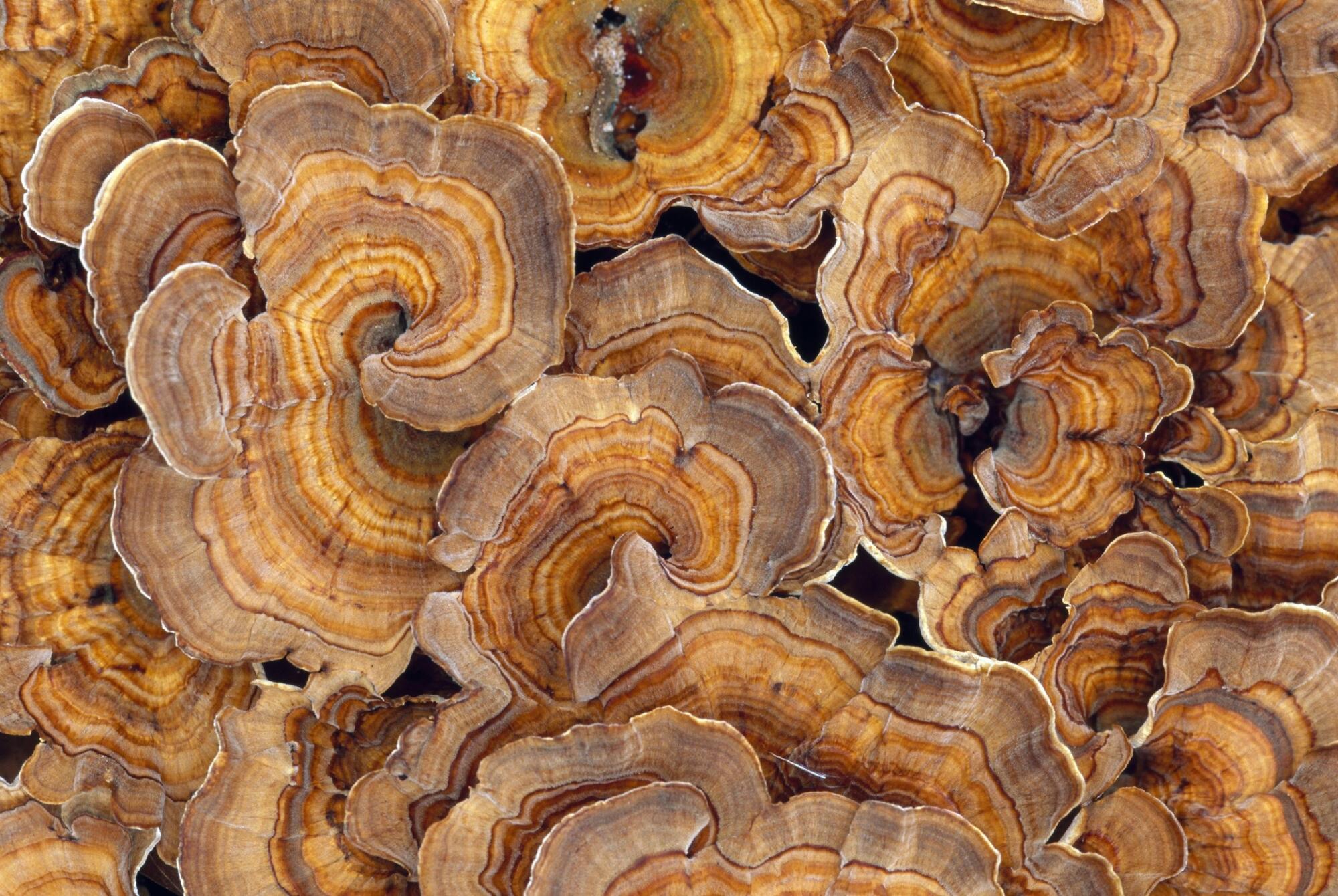 A group of Turkey tail mushrooms, which look like they've been decorated with tree rings. 