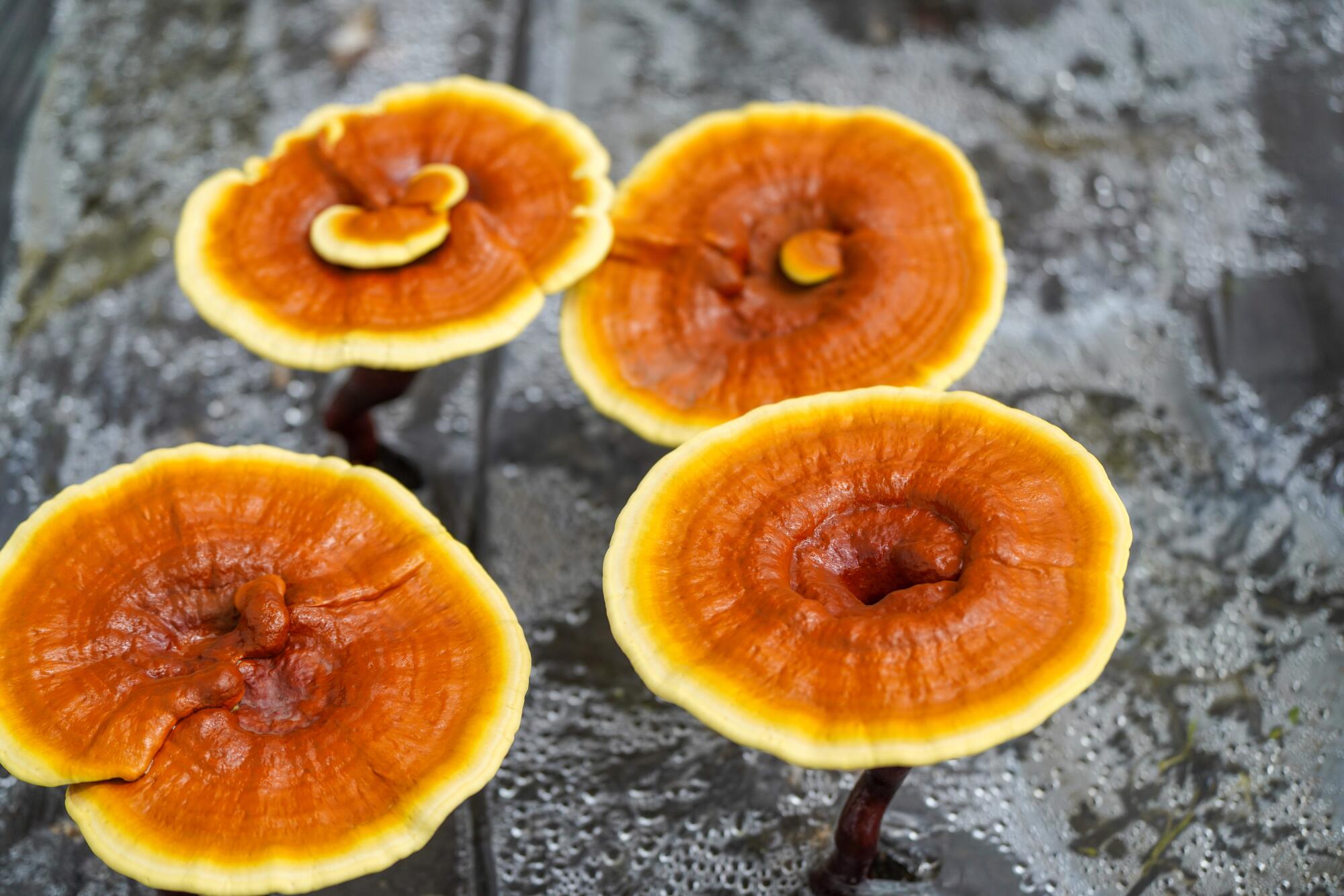 A light yellow ring surrounds the orange center atop four Resishi mushrooms on a stump. 